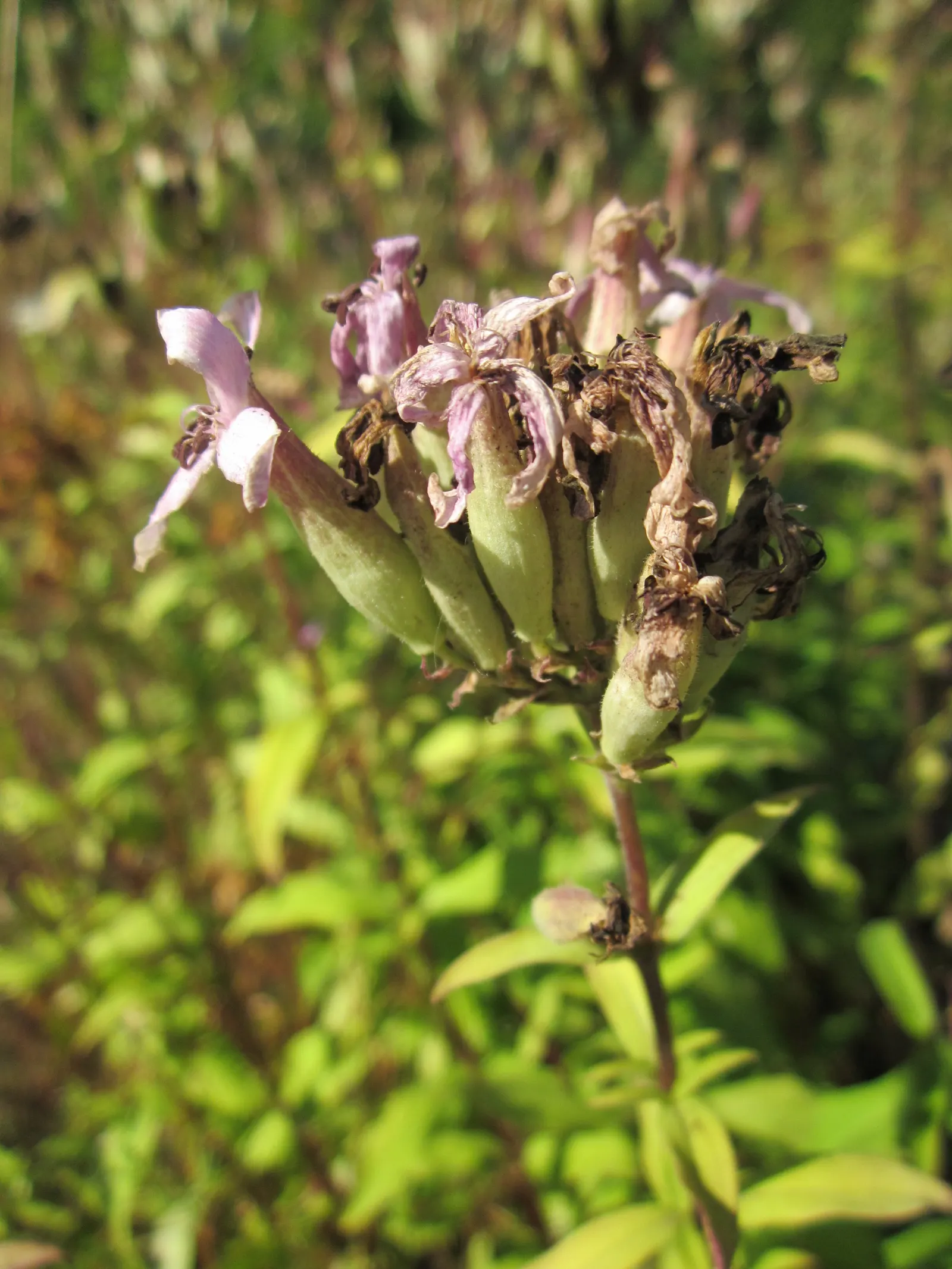 Wild Blue Phlox (Phlox Divaricata) — It thrives in USDA hardiness zones 3 through 8, displaying remarkable cold hardiness; fragrant lavender-blue, image 155