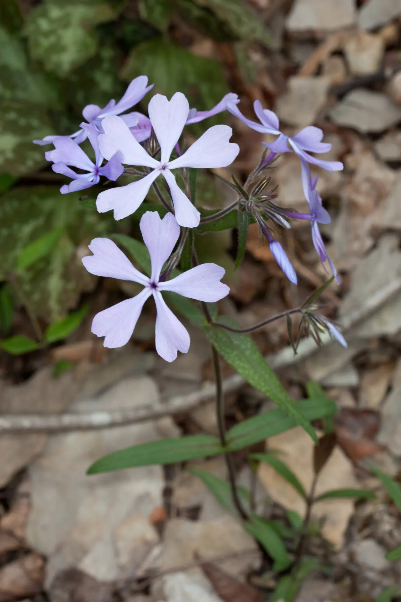 Wild Blue Phlox (Phlox Divaricata) — this low-maintenance plant attracts pollinators; thriving in partial shade, it reaches 12-18 inches tall, image 50