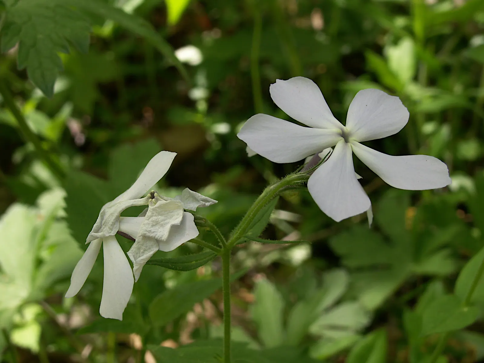Wild Blue Phlox (Phlox Divaricata) — Phlox divaricata is an excellent choice for gardeners looking to create a serene; perennial with blue and, image 89