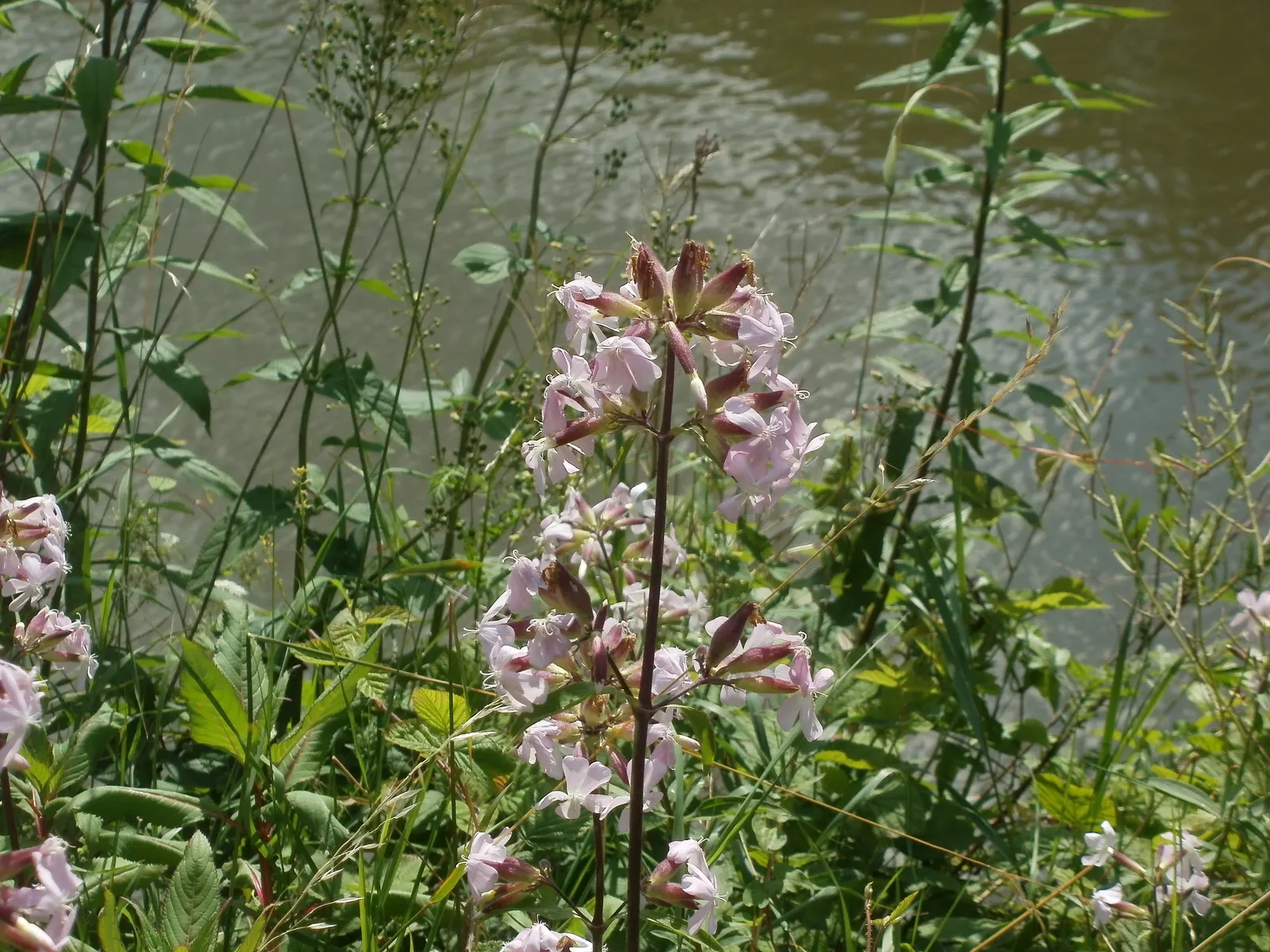 Wild Blue Phlox (Phlox Divaricata) — naturalistic feel to any landscape design; it flourishes under the dappled light of larger trees and shrubs, image 120