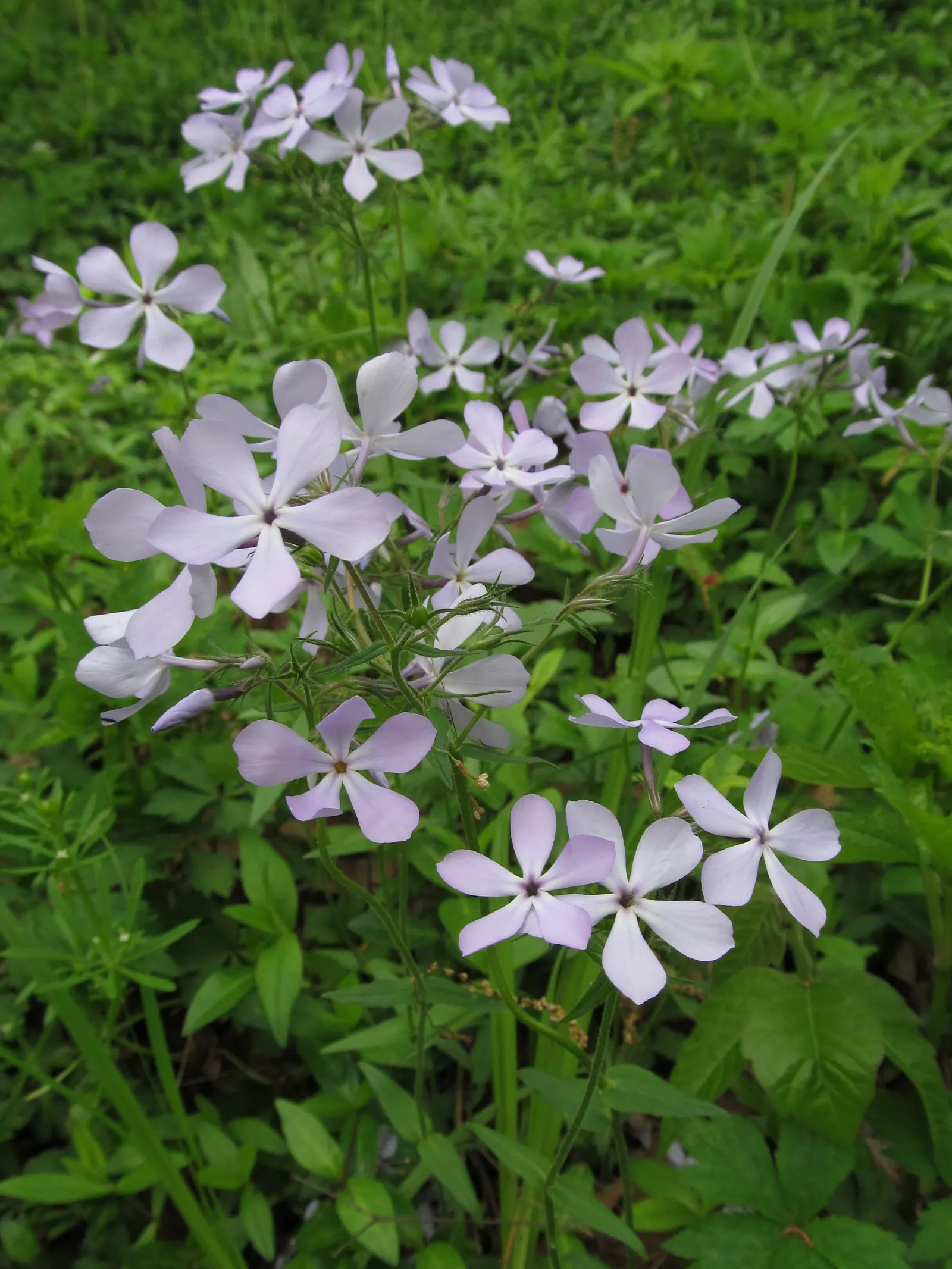 Wild Blue Phlox (Phlox Divaricata) — commonly referred to as Wild Sweet William; well-drained soil rich in organic matter, image 167