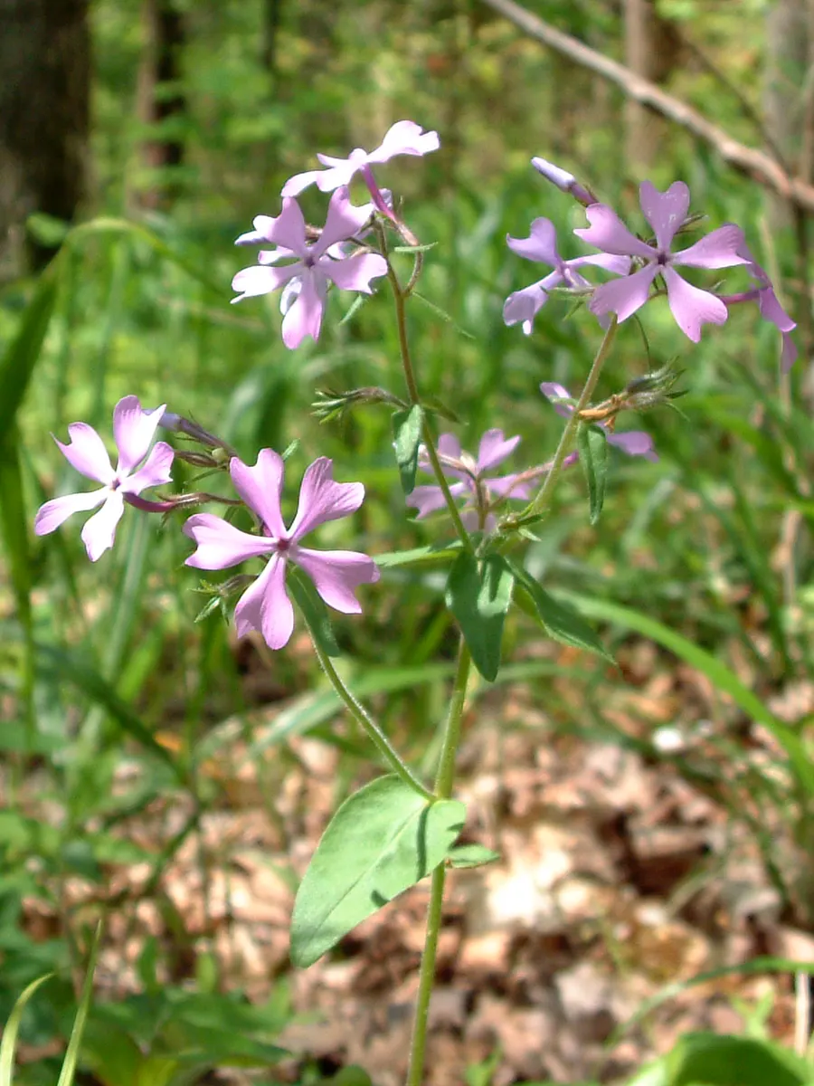 Wild Blue Phlox (Phlox Divaricata) — showcasing its versatility in providing ground cover as well as featuring in borders; blue and multi-colored and pink and