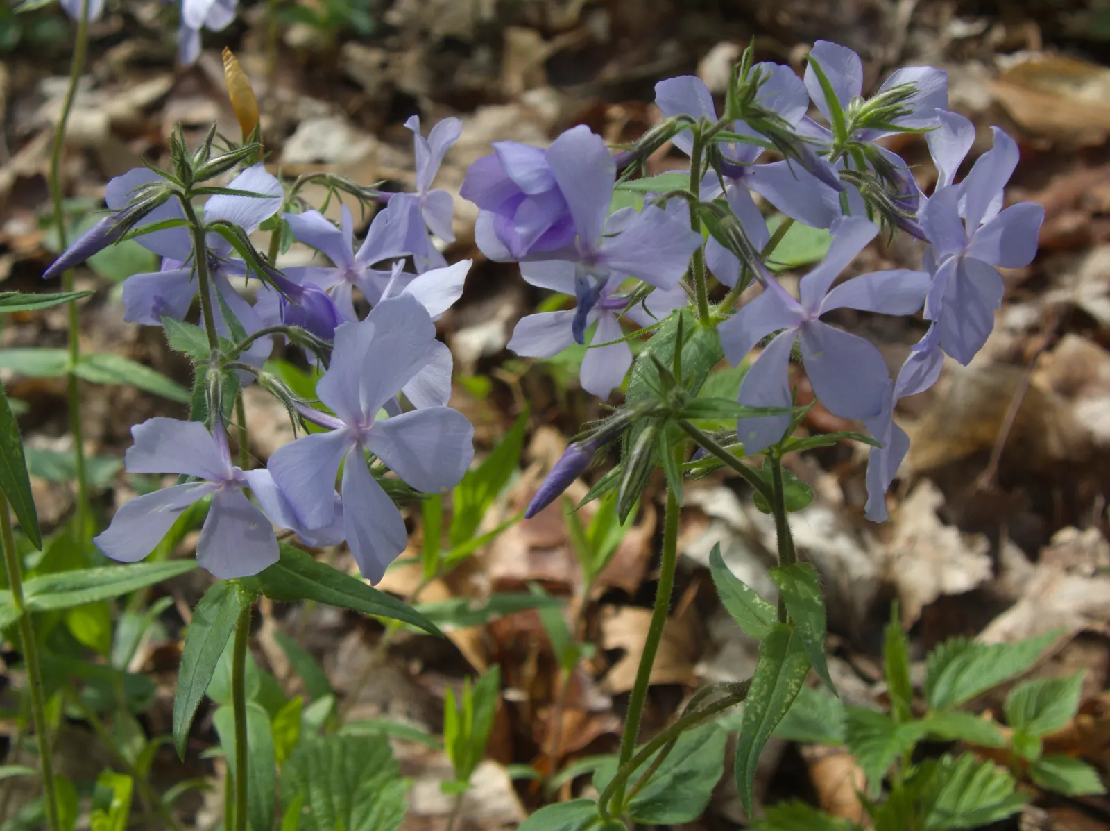 Wild Blue Phlox (Phlox Divaricata) — commonly referred to as Wild Sweet William