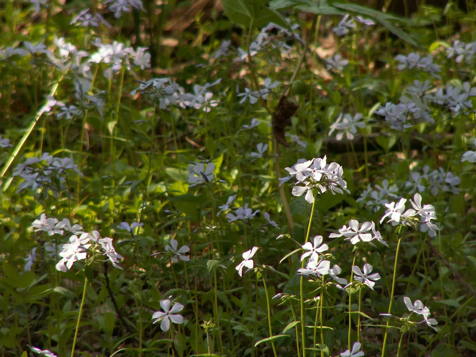Wild Blue Phlox (Phlox Divaricata) — soft blue to lavender flowers that bloom abundantly in late spring to early summer; with a delicate fragrance, image 105