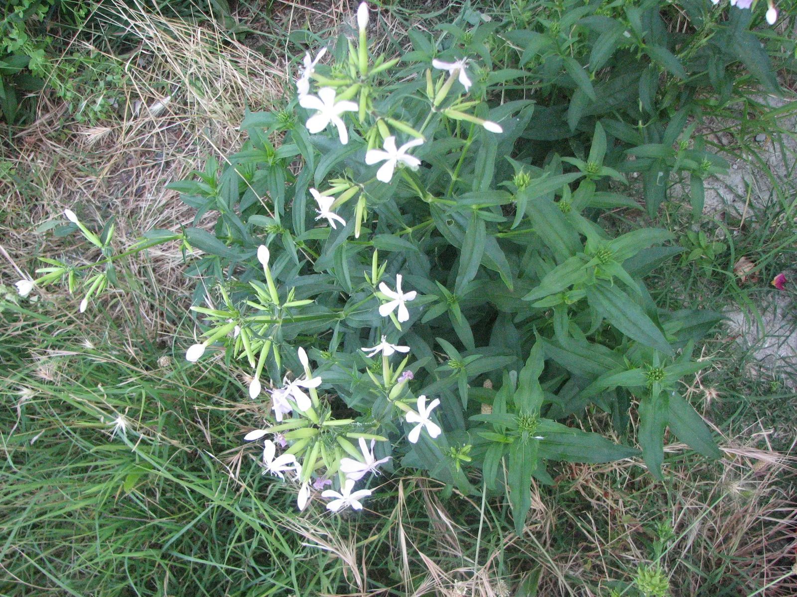 Wild Blue Phlox (Phlox Divaricata) — showcasing its versatility in providing ground cover as well as featuring in borders; blue and multi-colored, image 79