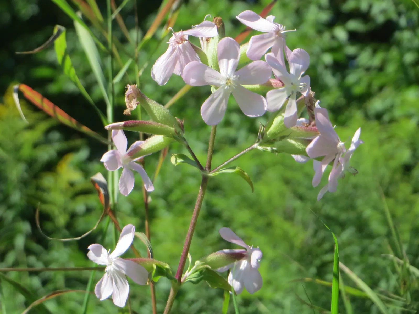 Wild Blue Phlox (Phlox Divaricata) — It thrives in USDA hardiness zones 3 through 8, displaying remarkable cold hardiness; fragrant lavender-blue, image 132