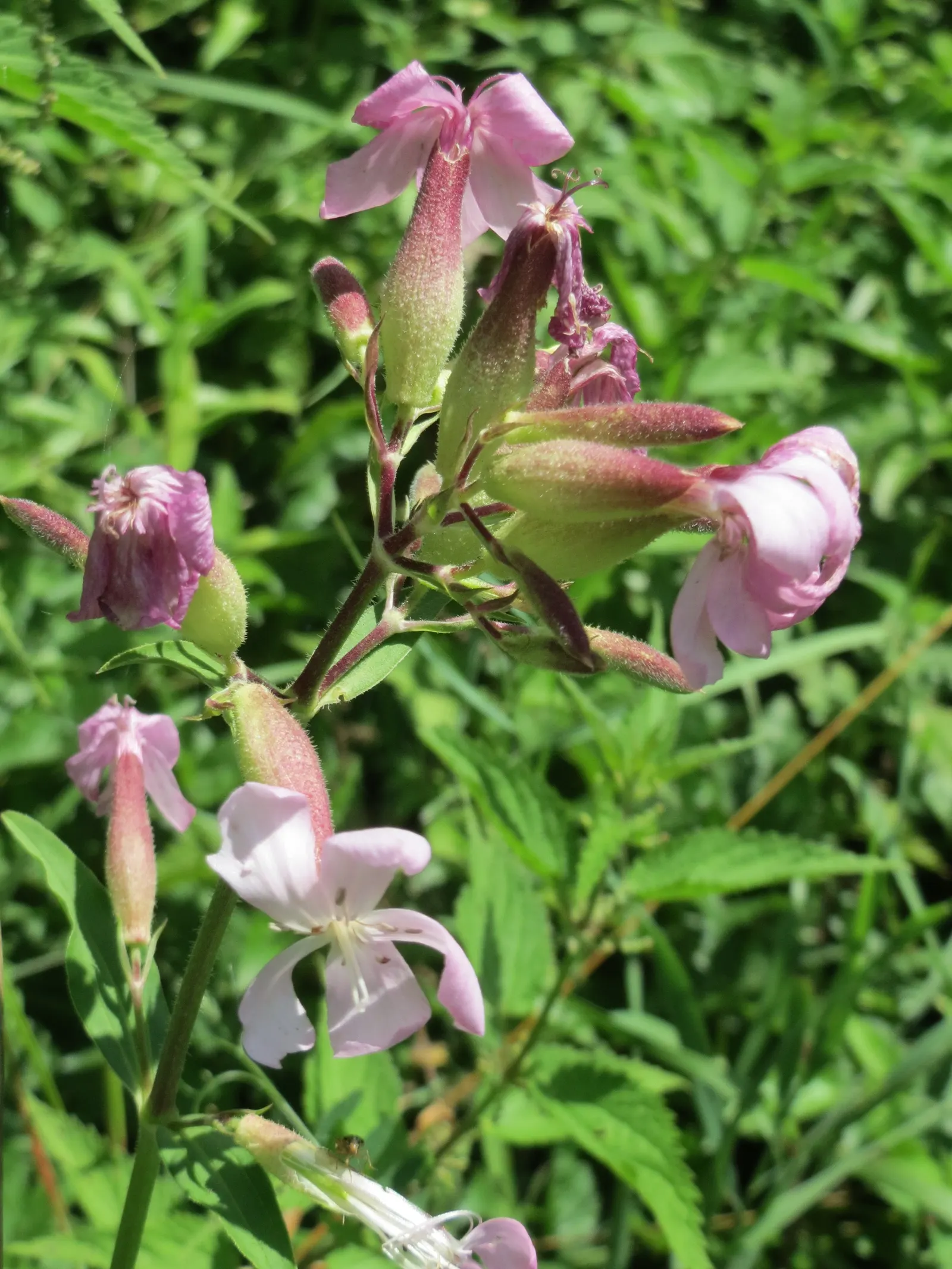 Wild Blue Phlox (Phlox Divaricata) — this low-maintenance plant attracts pollinators; thriving in partial shade, it reaches 12-18 inches tall, image 96