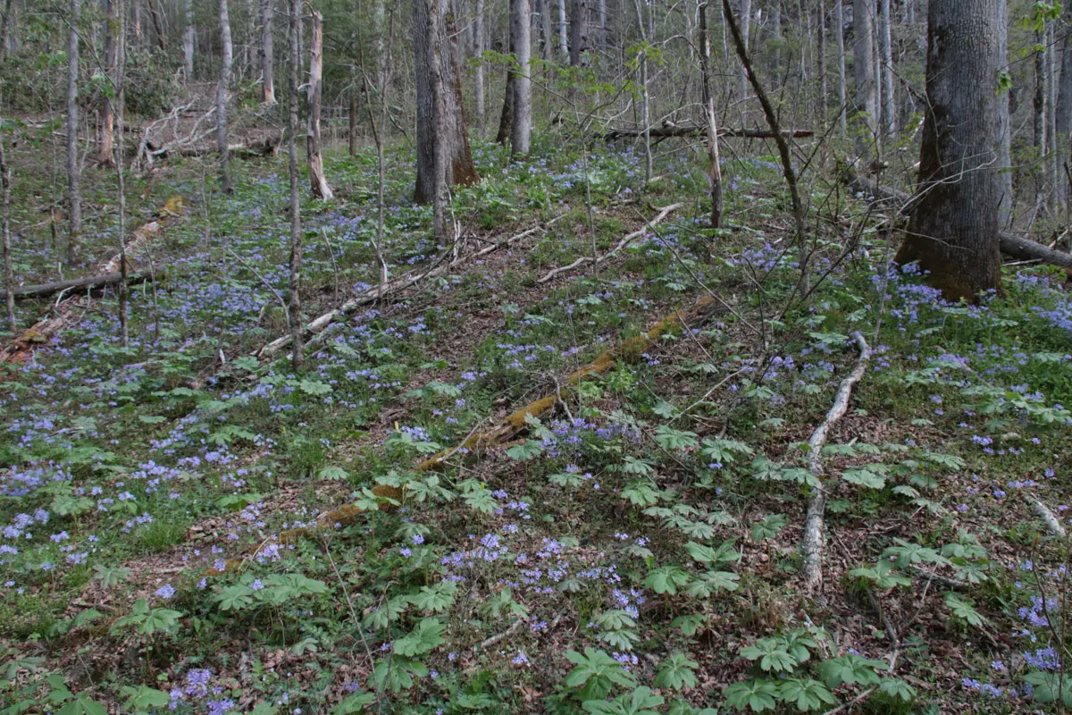 Wild Blue Phlox (Phlox Divaricata) — With a delicate fragrance and low maintenance needs; phlox divaricata requires moist, image 157
