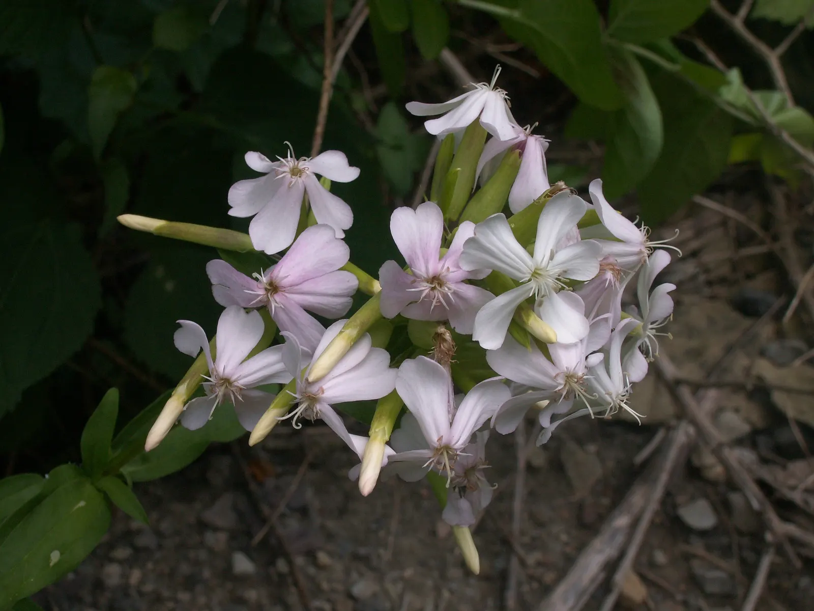 Wild Blue Phlox (Phlox Divaricata) — It prefers well-drained soil, offering a lush carpet ideal for border fronts or woodland gardens; pruning the foliage