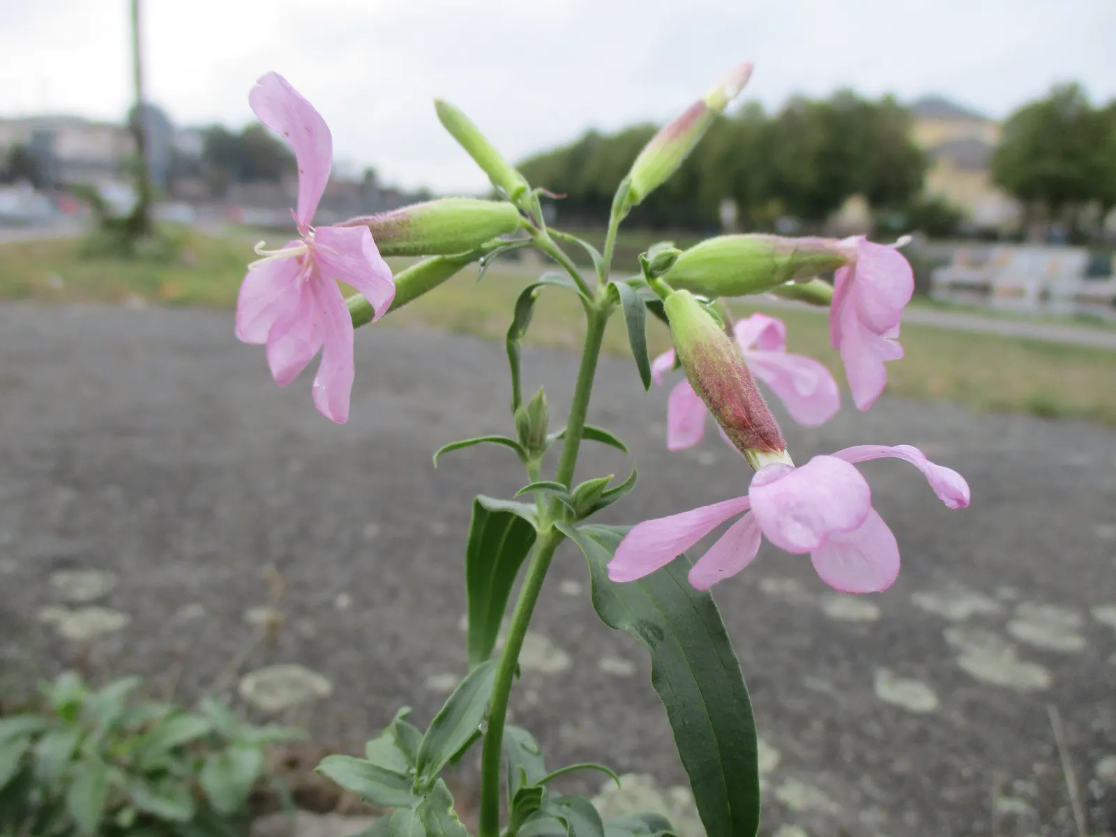Wild Blue Phlox (Phlox Divaricata) — blue and multi-colored and pink and white flowers in the garden; commonly referred to as Wild Sweet William, image 90