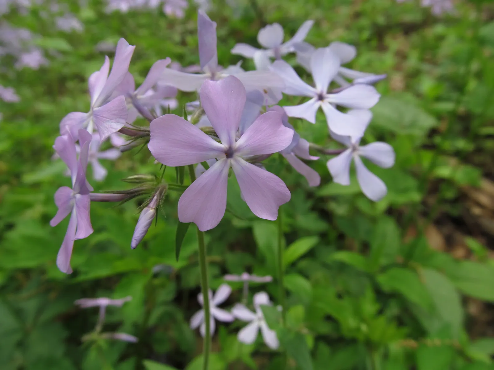 Wild Blue Phlox (Phlox Divaricata) — Phlox divaricata requires moist; showcasing its versatility in providing ground cover as well as featuring in, image 176
