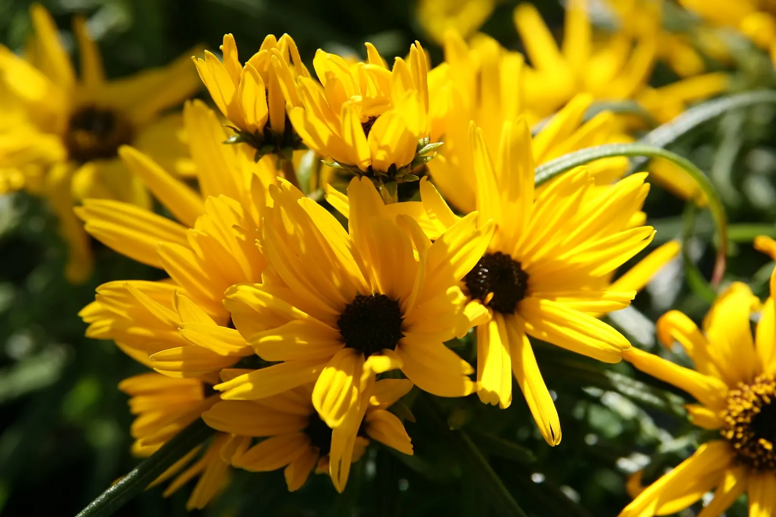 Willow-Leaved Sunflower (Helianthus Salicifolius 'Low Down') — is an eye-catching perennial that brings a cheerful burst of color to any landscape design