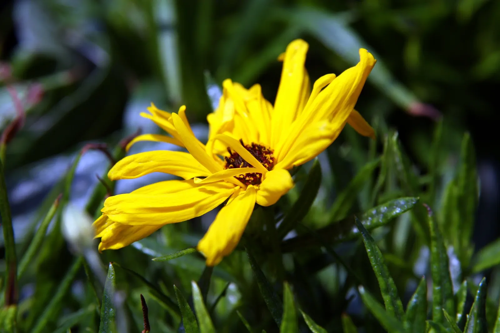 Willow-Leaved Sunflower (Helianthus Salicifolius 'Low Down') — scientifically named Helianthus salicifolius 'Low Down'