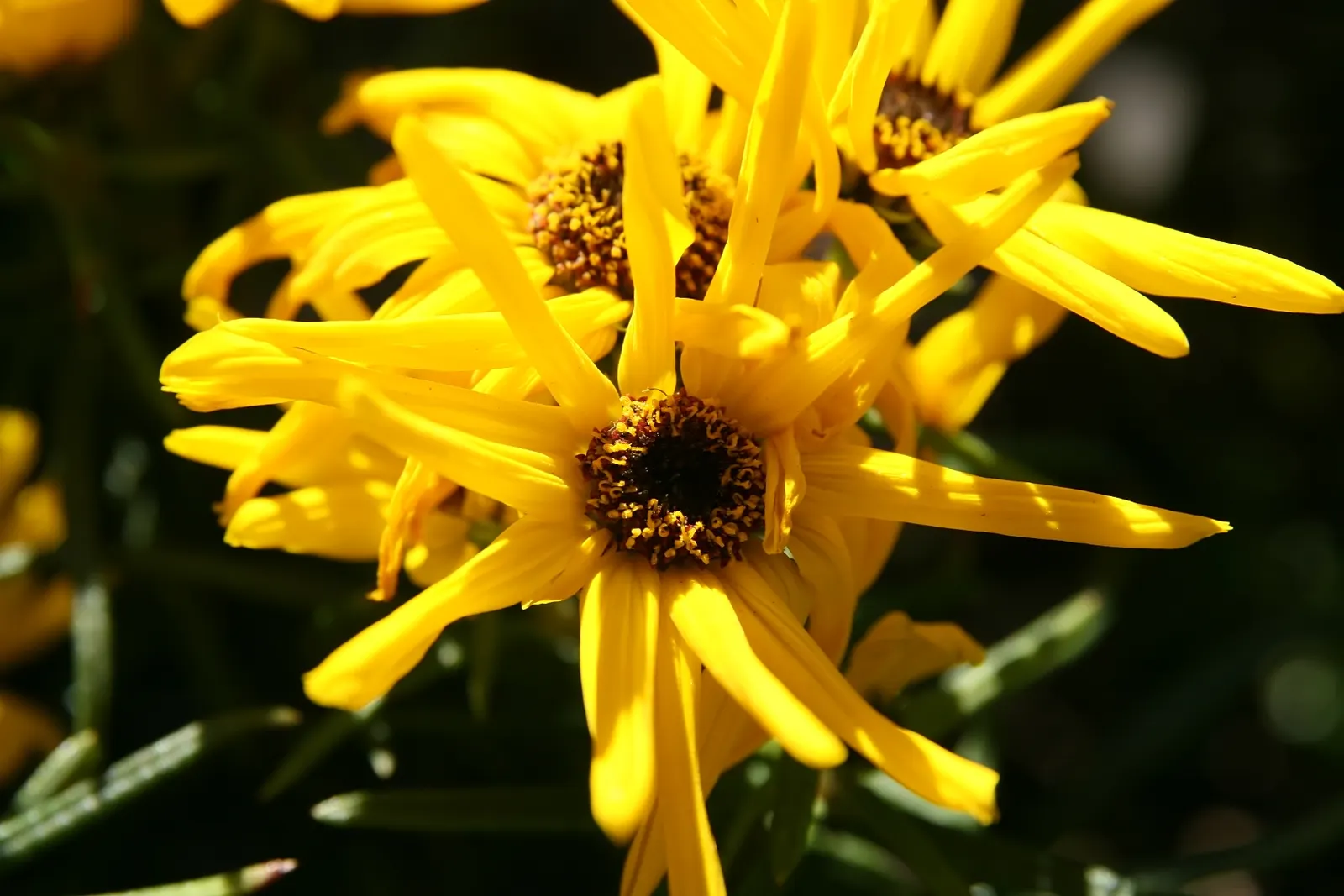 Willow-Leaved Sunflower (Helianthus Salicifolius 'Low Down') — This dwarf Willow-Leaved Sunflower showcases vibrant yellow blooms in late summer to fall