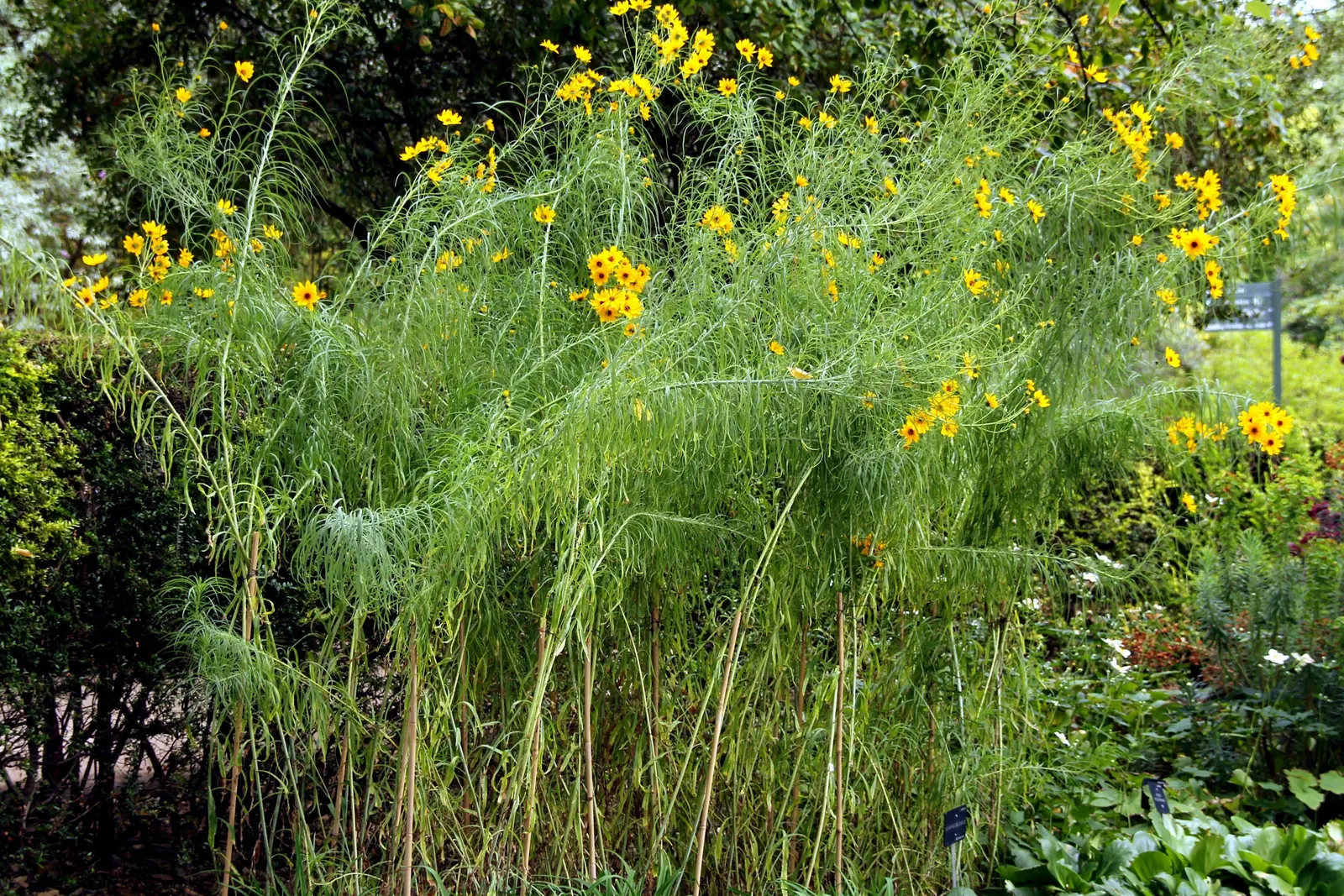 Willow-Leaved Sunflower (Helianthus Salicifolius 'Low Down') — This compact cultivar is a dwarf selection of the species
