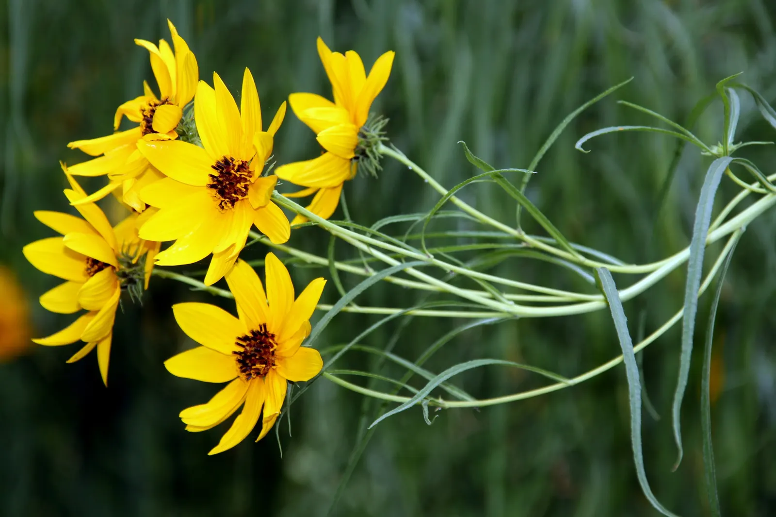 Willow-Leaved Sunflower (Helianthus Salicifolius 'Low Down') — which can grow up to 4 to 6 inches long