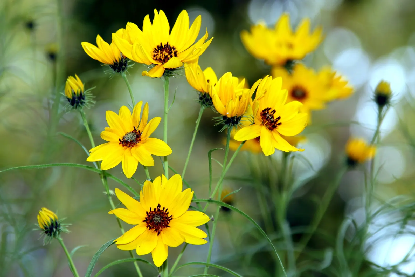 Willow-Leaved Sunflower (Helianthus Salicifolius 'Low Down') — provide an elegant textural contrast to broader-leafed plantings