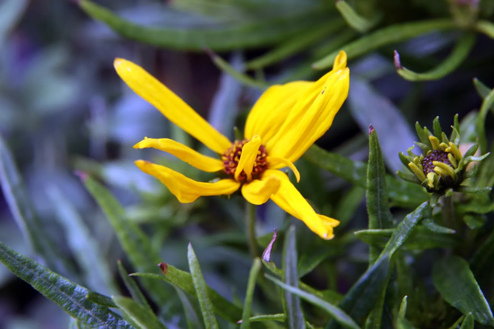 Willow-Leaved Sunflower (Helianthus Salicifolius 'Low Down') — and attracts pollinators while being drought-tolerant once established