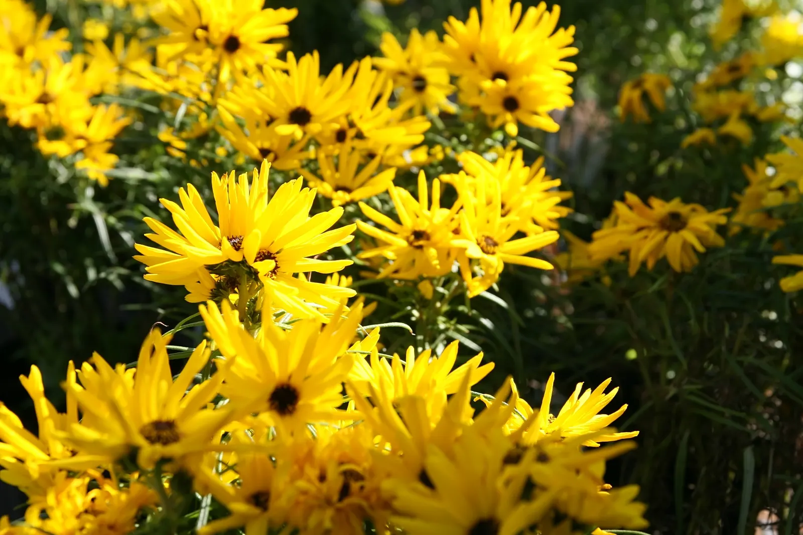 Willow-Leaved Sunflower (Helianthus Salicifolius 'Low Down') — it thrives in full sun and well-drained soil