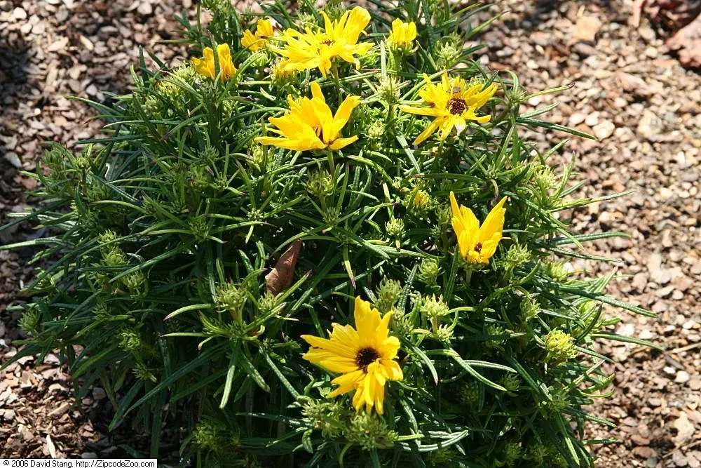 Willow-Leaved Sunflower (Helianthus Salicifolius 'Low Down') — Ideal for borders or mass plantings