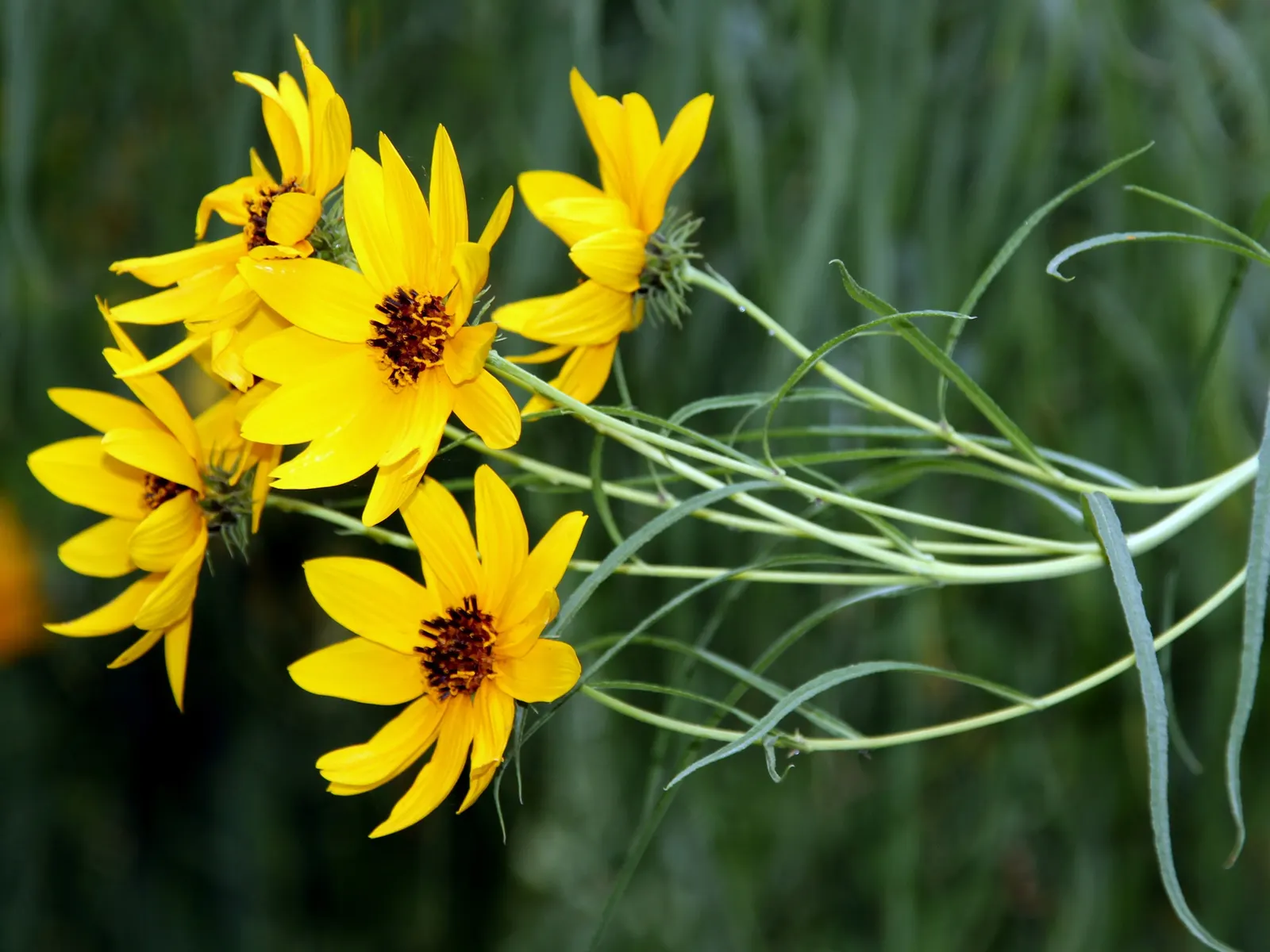 Willow-Leaved Sunflower (Helianthus Salicifolius 'Low Down') — 'Low Down' is an excellent choice for border fronts
