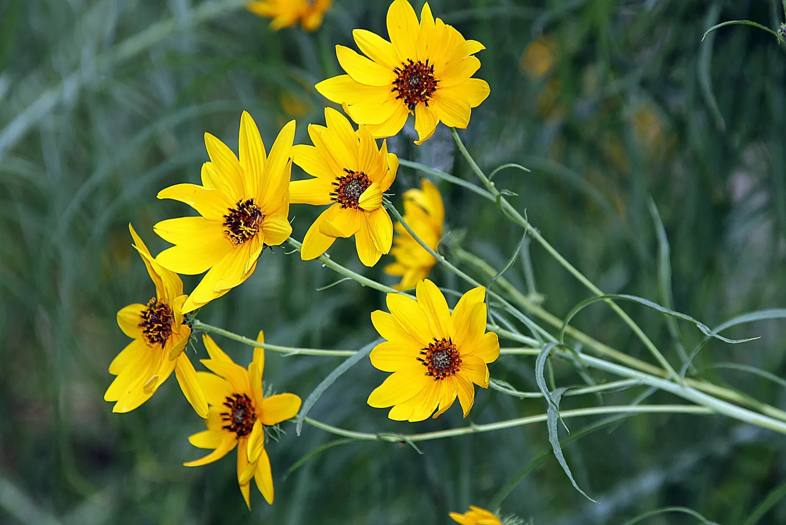 Willow-Leaved Sunflower (Helianthus Salicifolius 'Low Down') — growing to 18 inches tall with a spread of up to 24 inches