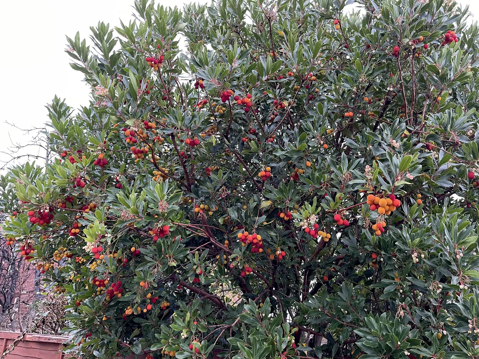 Strawberry Tree (Arbutus Unedo) — and exfoliating bark that reveals a beautiful reddish-brown underlayer reminiscent of a cinnamon hue; presents a, image 55