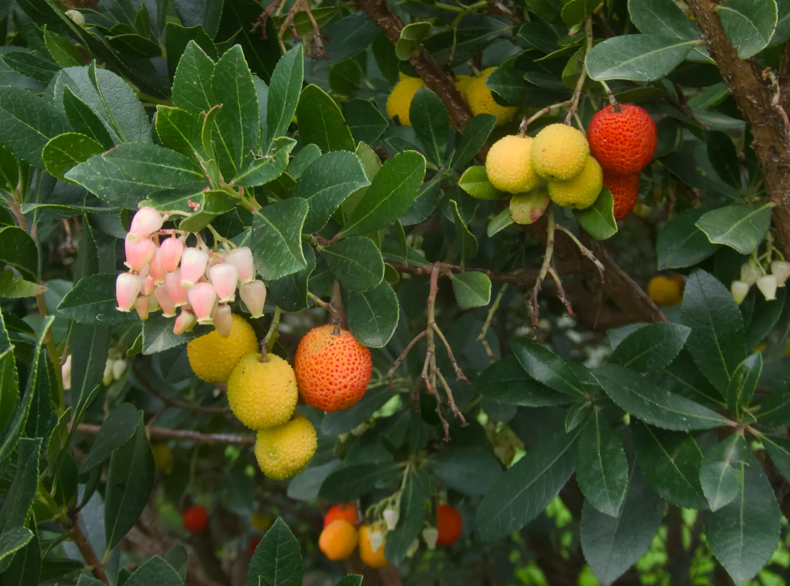 Strawberry Tree (Arbutus Unedo) — shrub / tree with white blooms; the tree produces delicate white to pink bell-shaped flowers in the fall