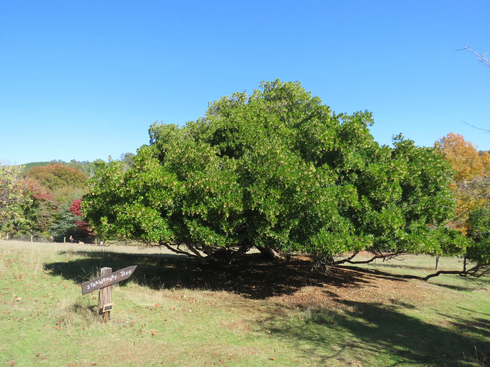 Strawberry Tree (Arbutus Unedo) — allowing it to fit well within small to medium-sized garden spaces; this low-maintenance species requires minimal, image 53