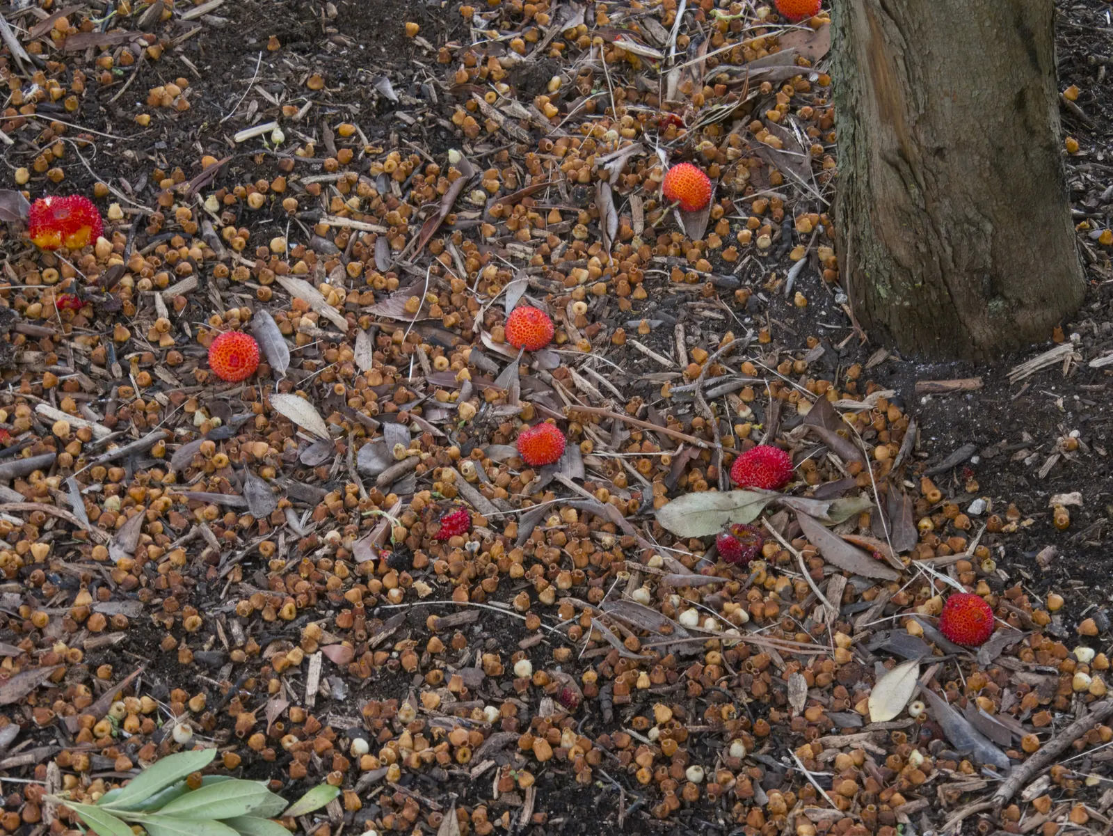 Strawberry Tree (Arbutus Unedo) — Ideally planted in well-drained soil, it thrives in full sun to partial shade; its striking features include rich, image 115