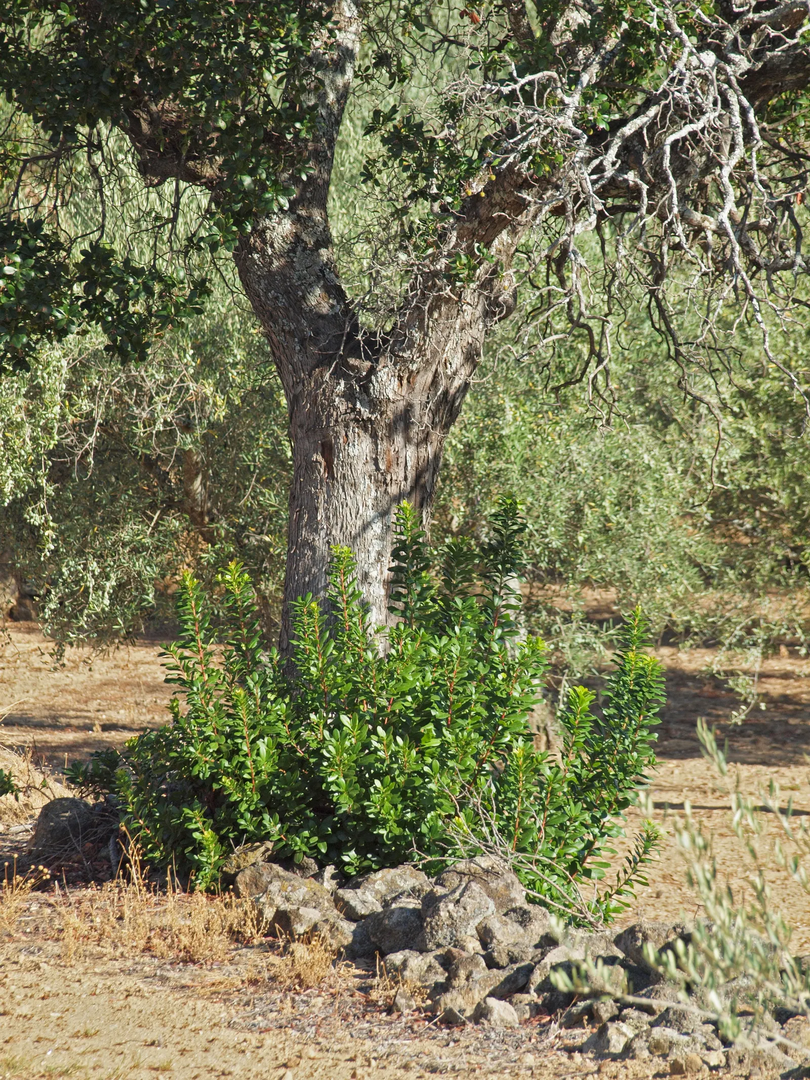Strawberry Tree (Arbutus Unedo) — Its striking features include rich green; the Strawberry Tree (Arbutus unedo) is an evergreen shrub, reaching, image 54