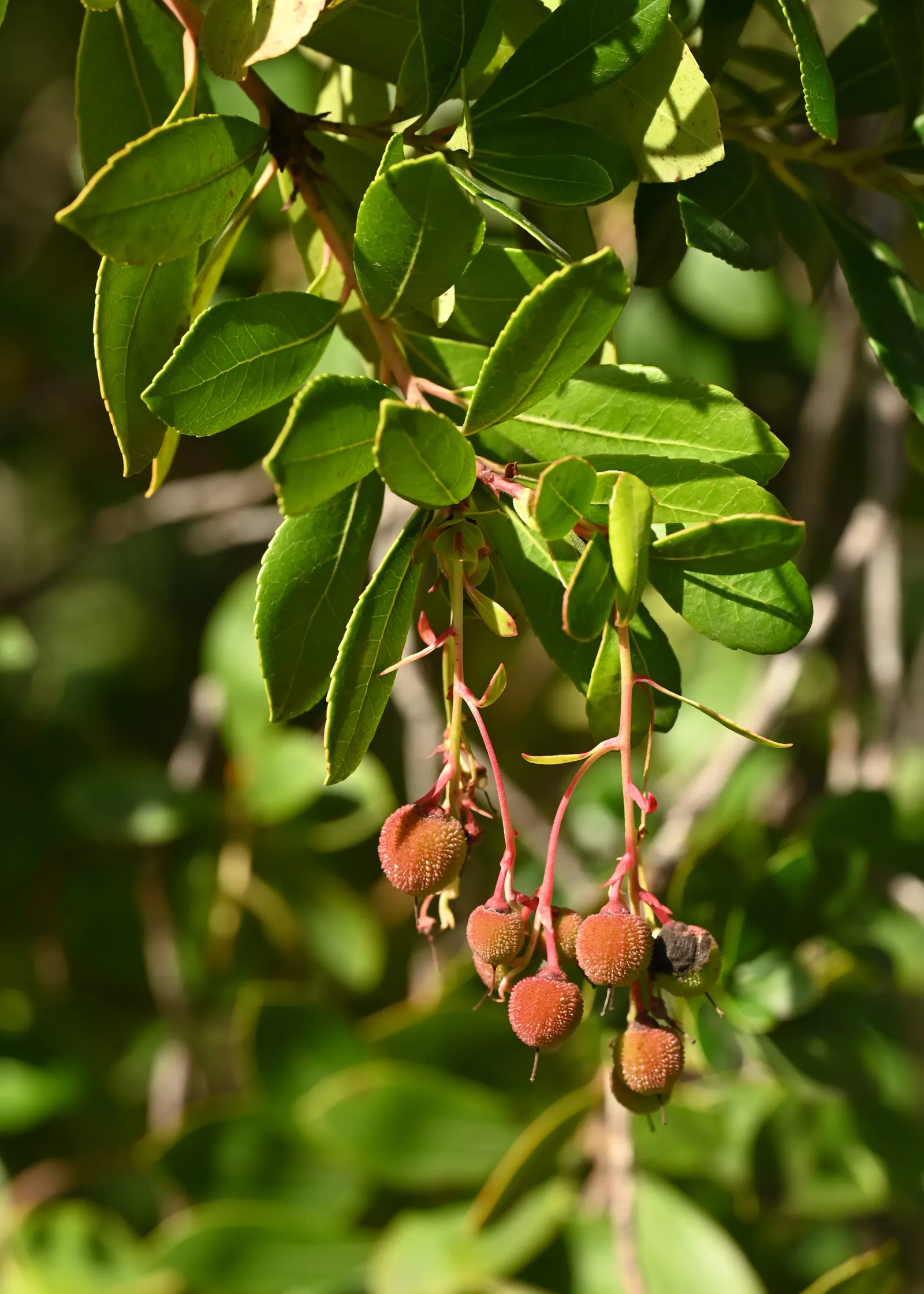 Strawberry Tree (Arbutus Unedo) — which interestingly coexist with the previous year's fruits - round; shrub / tree for full or half, image 57