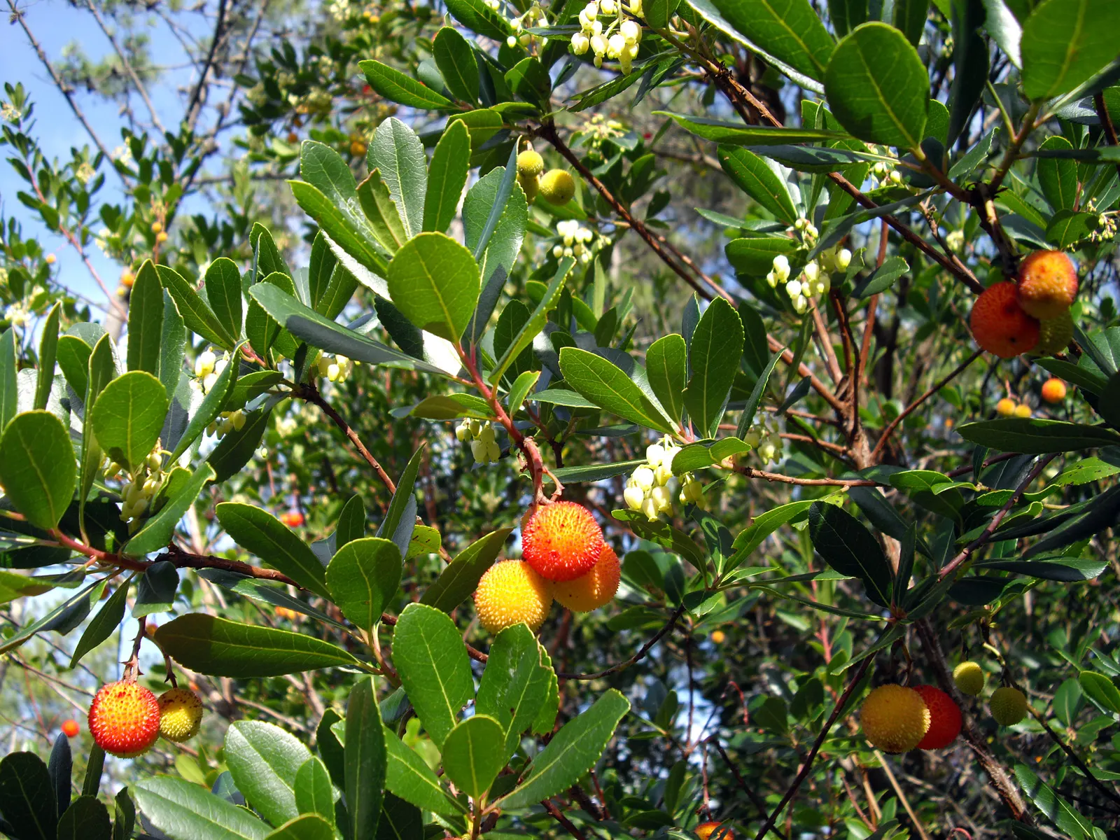 Strawberry Tree (Arbutus Unedo) — allowing it to fit well within small to medium-sized garden spaces; this low-maintenance species requires minimal, image 97