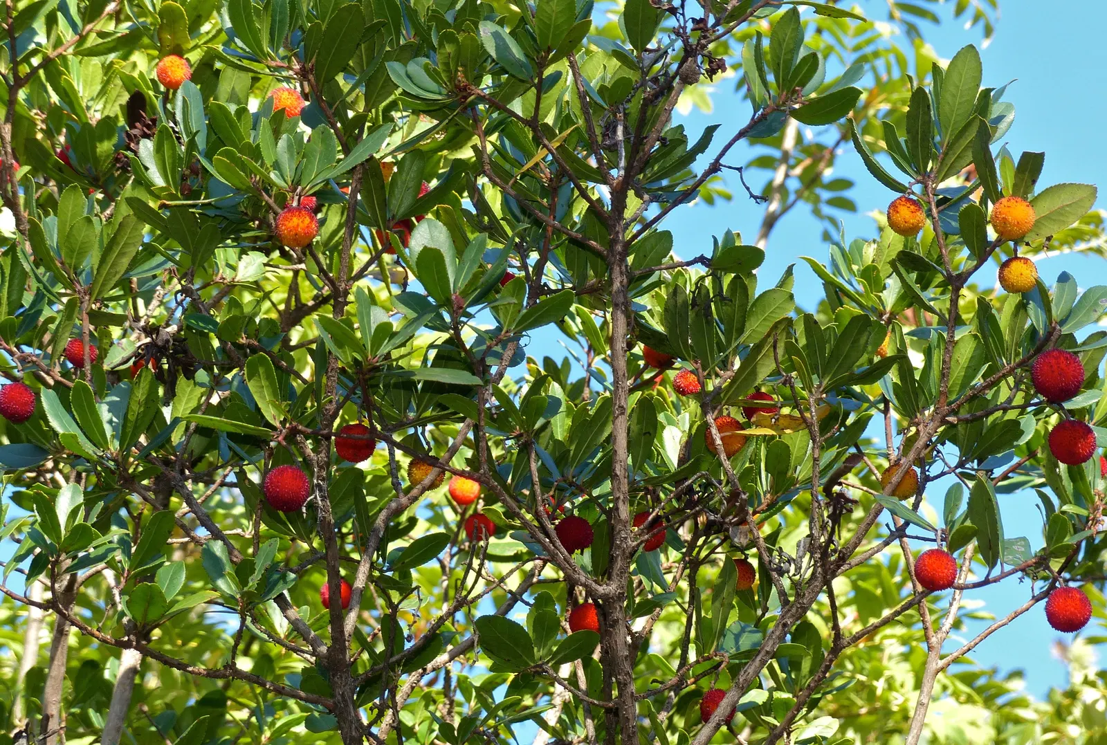 Strawberry Tree (Arbutus Unedo) — This low-maintenance species requires minimal pruning and is drought-tolerant once established; shrub / tree with, image 60