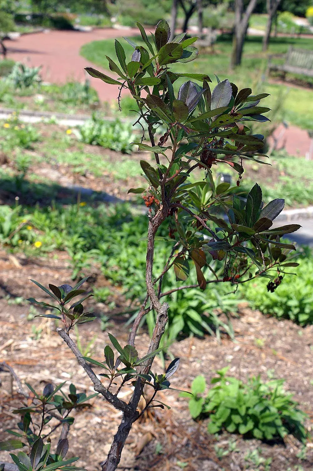 Strawberry Tree (Arbutus Unedo) — presents a compelling choice for landscapers seeking a unique evergreen specimen; allowing it to fit well within, image 96