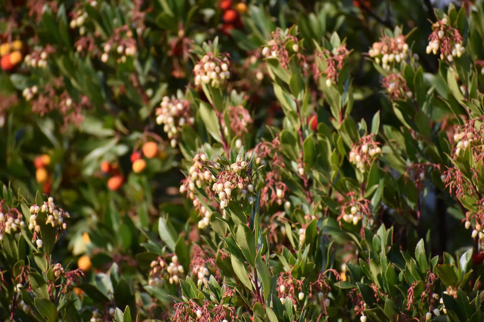 Strawberry Tree (Arbutus Unedo) — This ornamental choice adds year-round interest to landscapes with its unique fruits and attractive bark; making, image 94