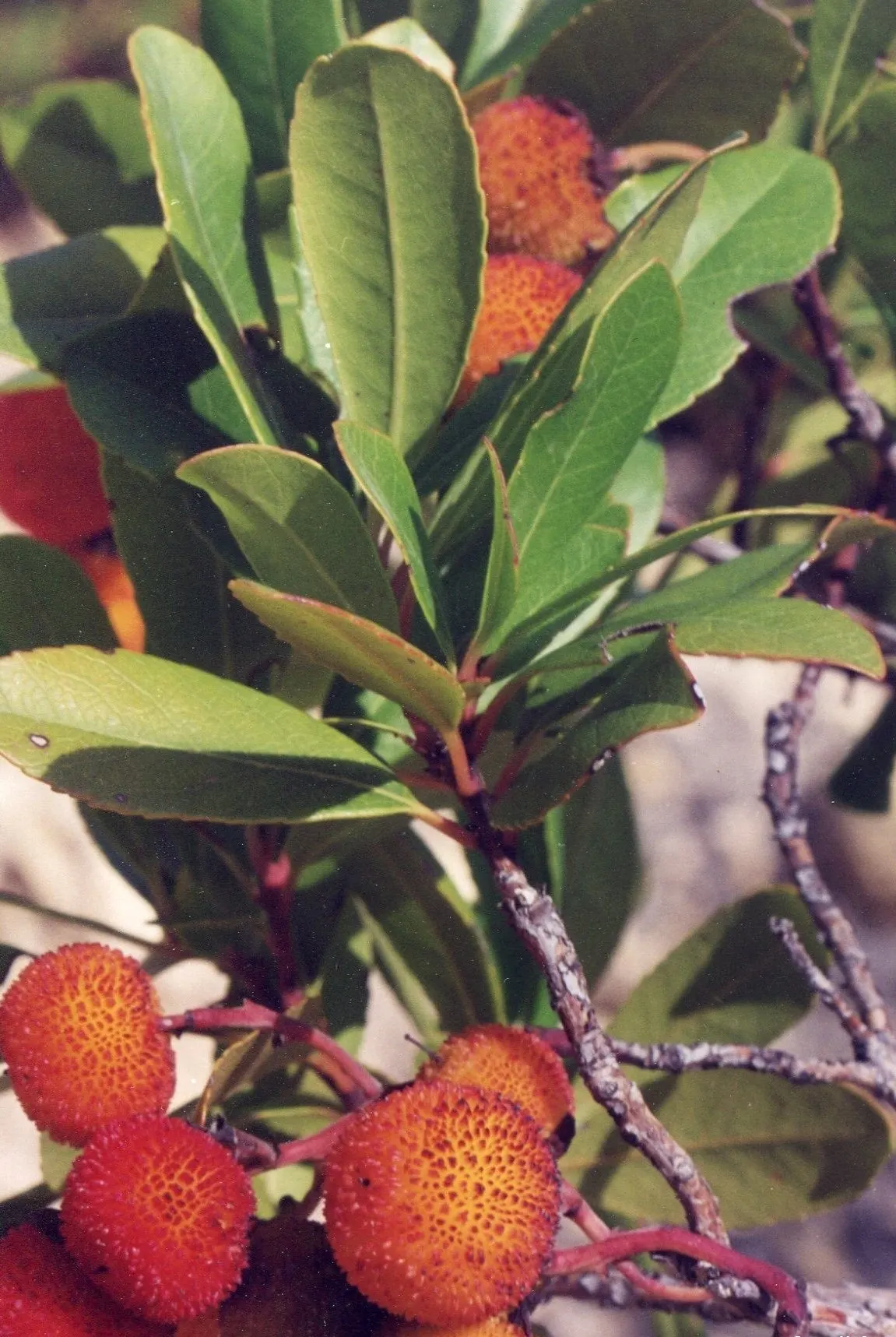 Strawberry Tree (Arbutus Unedo) — red to yellow berries resembling strawberries; scientifically referred to as Arbutus unedo, image 102