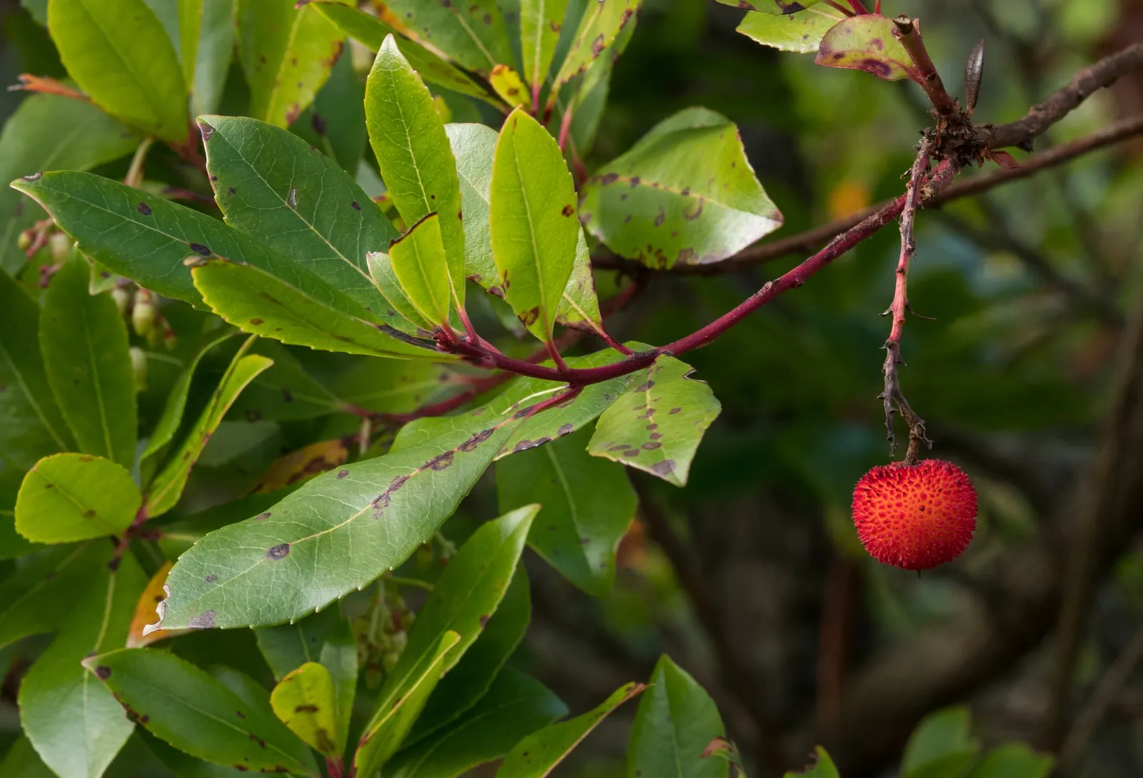 Strawberry Tree (Arbutus Unedo) — red to yellow berries resembling strawberries; scientifically referred to as Arbutus unedo, image 58