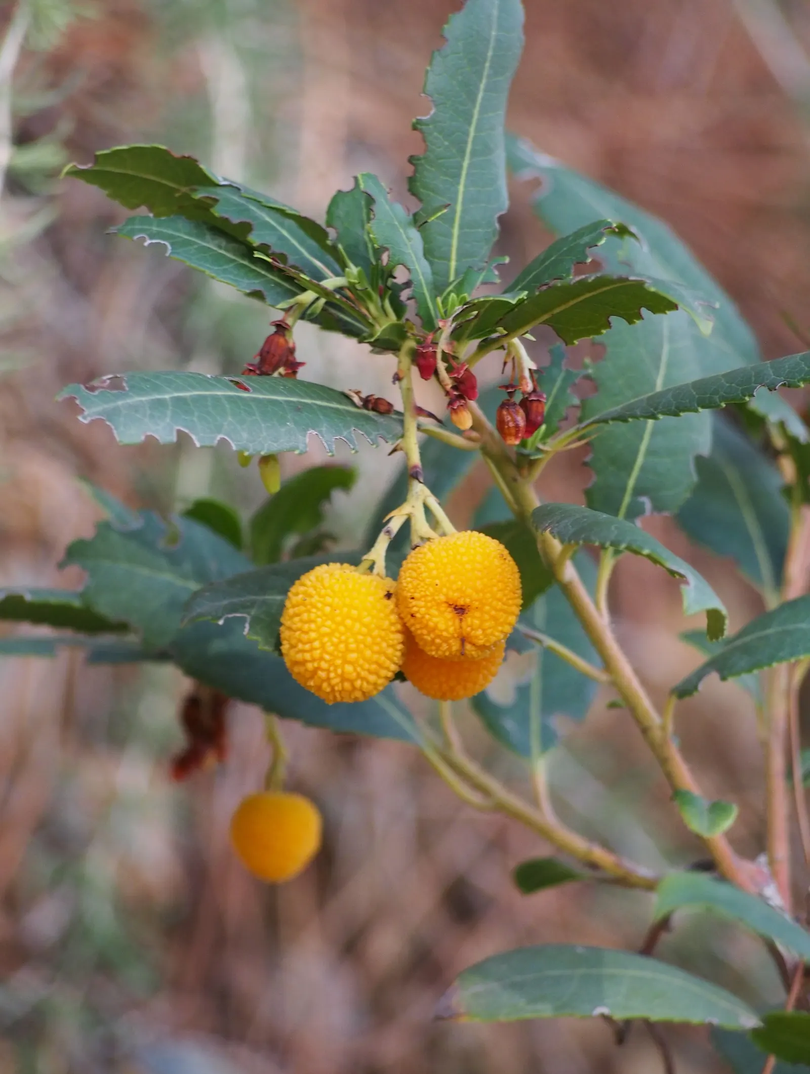 Strawberry Tree (Arbutus Unedo) — making it an ideal choice for sustainable landscapes; this ornamental choice adds year-round interest to, image 105