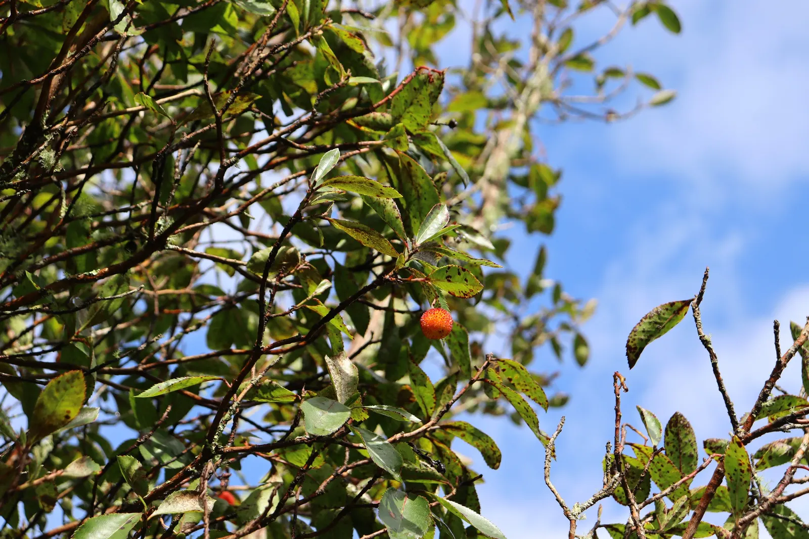 Strawberry Tree (Arbutus Unedo) — and exfoliating bark that reveals a beautiful reddish-brown underlayer reminiscent of a cinnamon hue; presents a, image 99