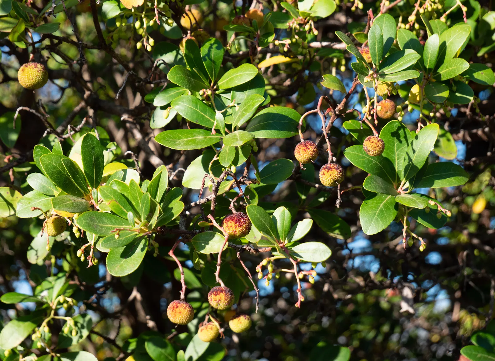 Strawberry Tree (Arbutus Unedo) — This ornamental choice adds year-round interest to landscapes with its unique fruits and attractive bark; making, image 50