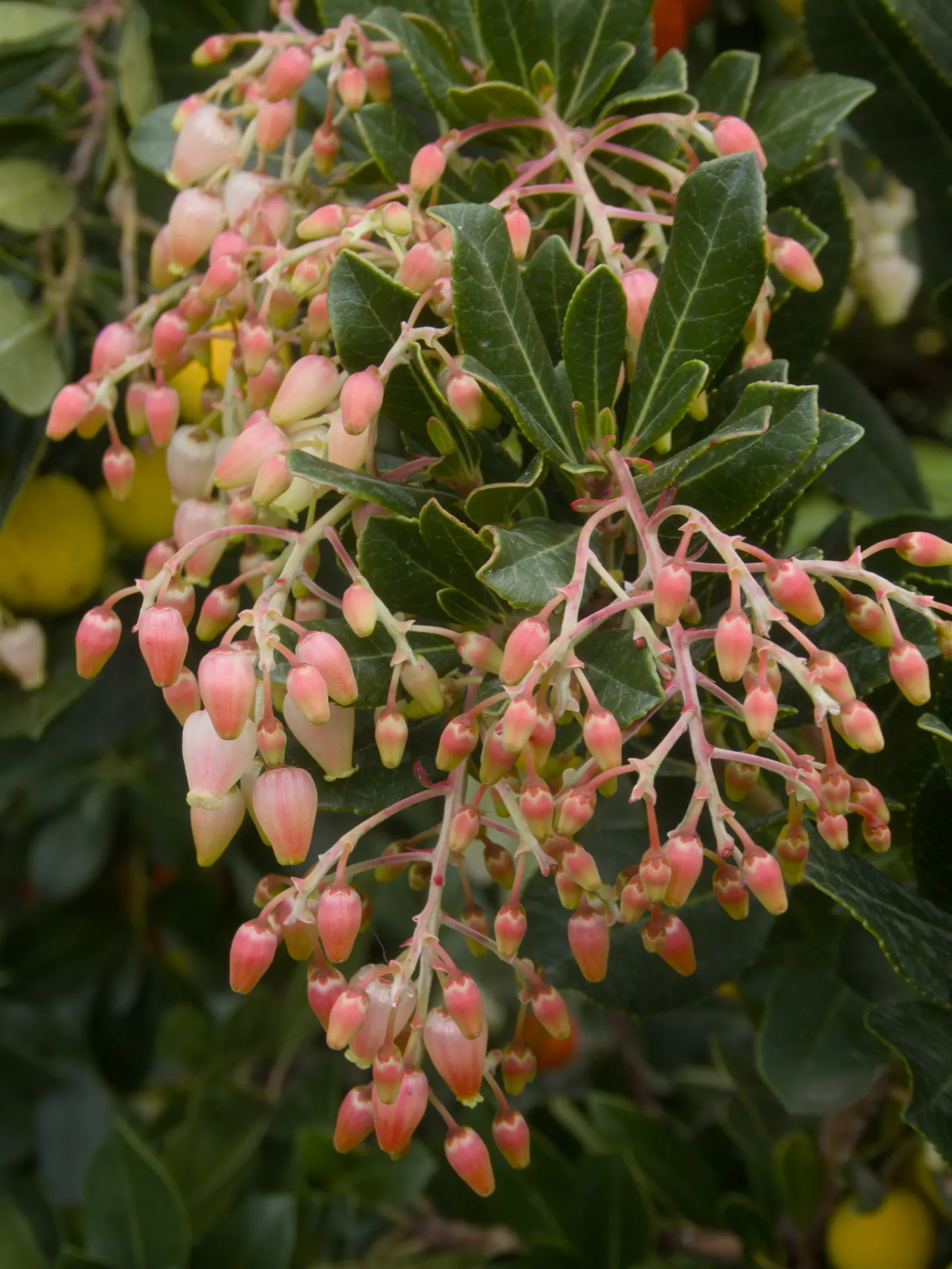 Strawberry Tree (Arbutus Unedo) — white flowers in the garden; ideally planted in well-drained soil, it thrives in full sun to partial shade