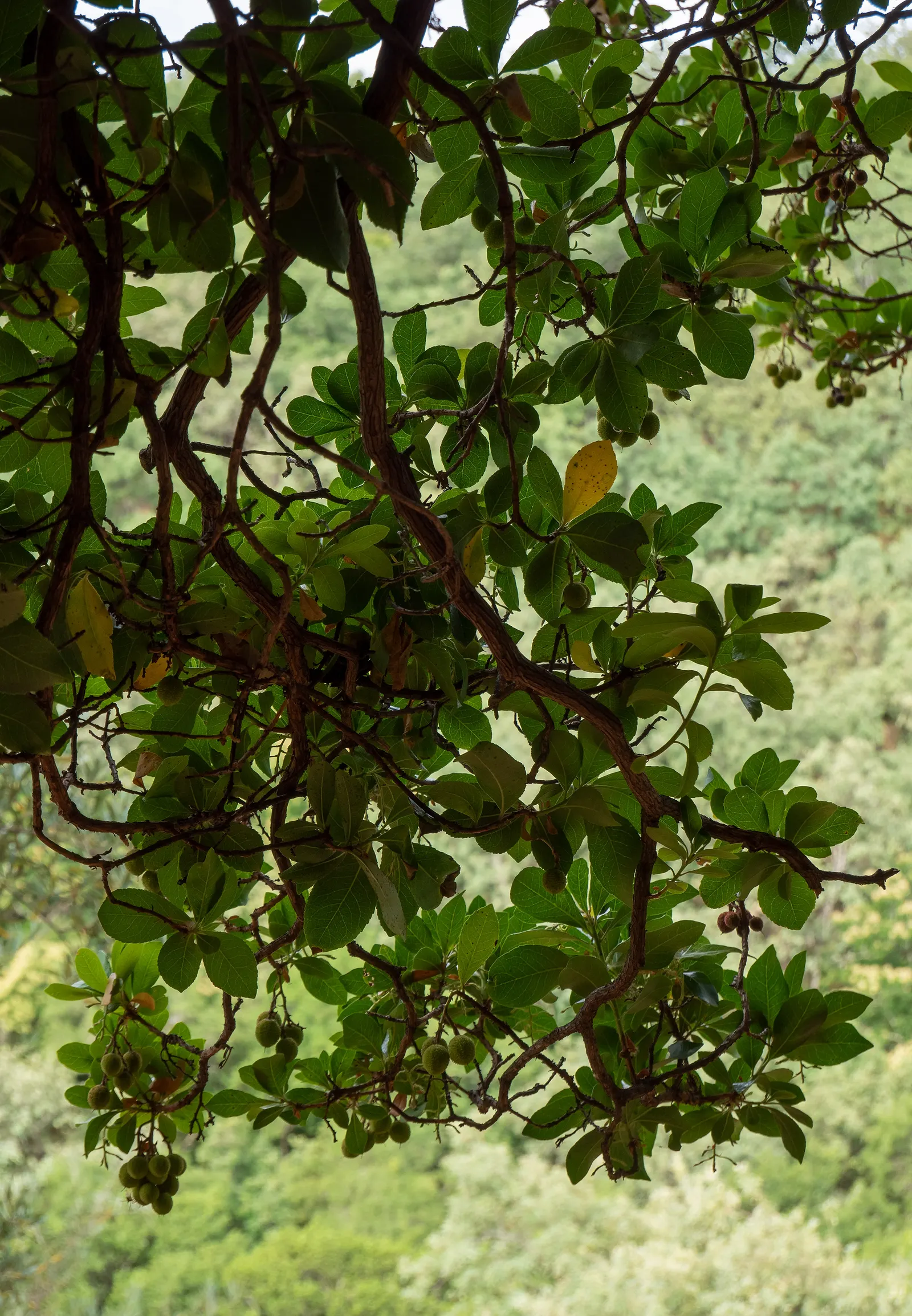Strawberry Tree (Arbutus Unedo) — The tree produces delicate white to pink bell-shaped flowers in the fall; consider its preference for, image 56