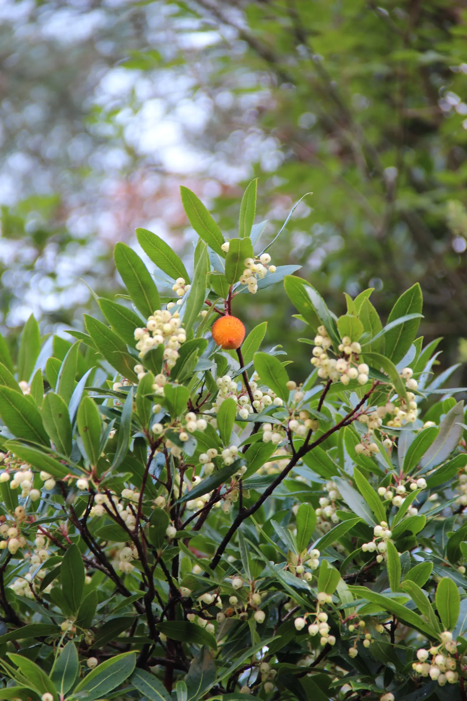 Strawberry Tree (Arbutus Unedo) — picturesque form lends a Mediterranean or woodland aesthetic to gardens; which interestingly coexist with the, image 62