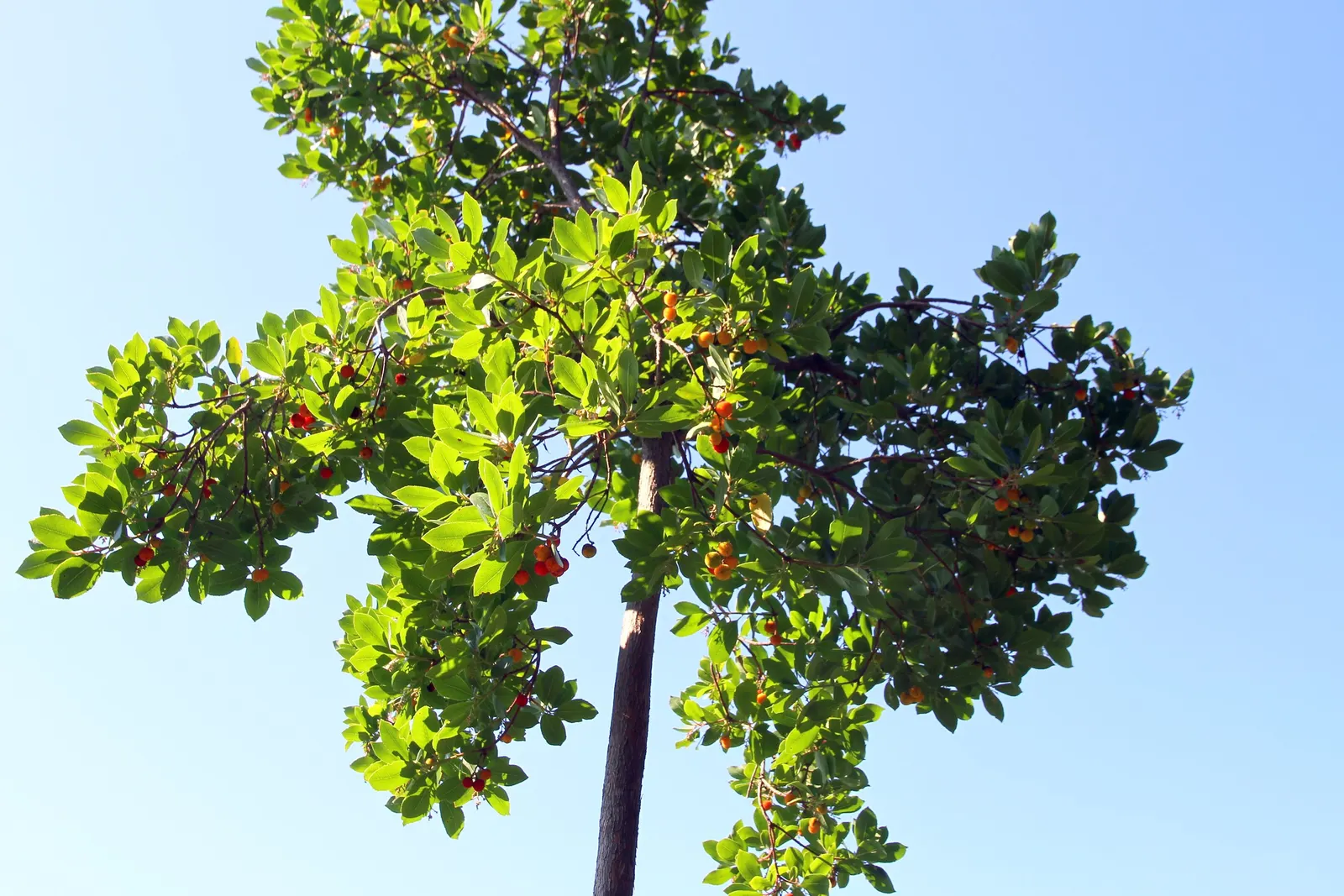 Strawberry Tree (Arbutus Unedo) — shrub / tree for full or half; while offering year-round interest, image 88
