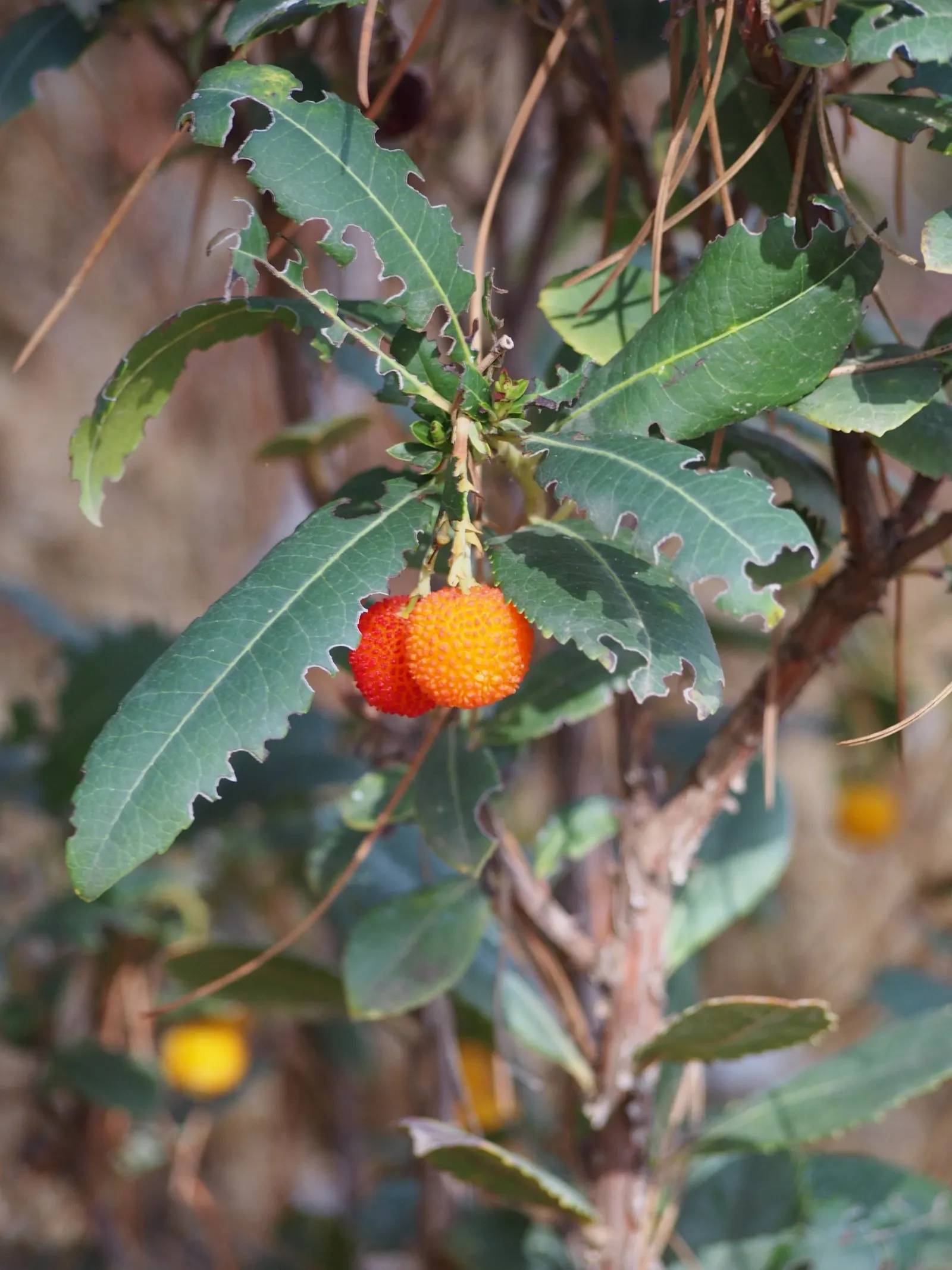 Strawberry Tree (Arbutus Unedo) — The Strawberry Tree (Arbutus unedo) is an evergreen shrub, reaching heights of 8-15 feet with a similar spread