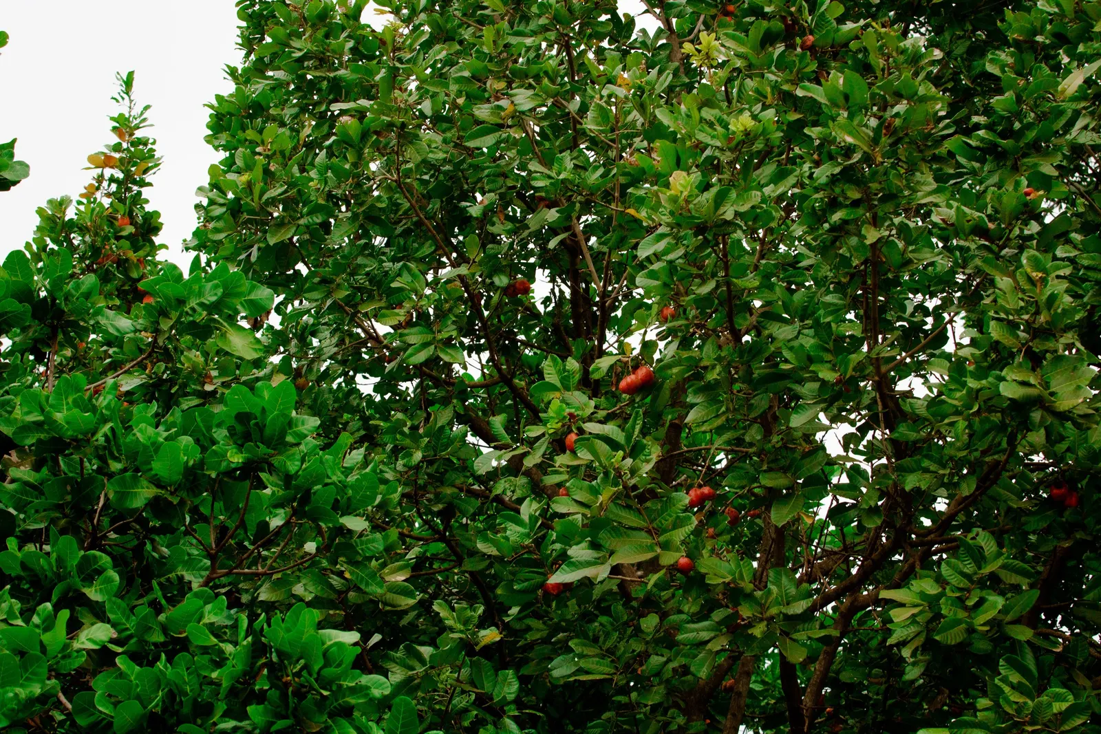 Strawberry Tree (Arbutus Unedo) — while offering year-round interest; white flowers in the garden, image 107
