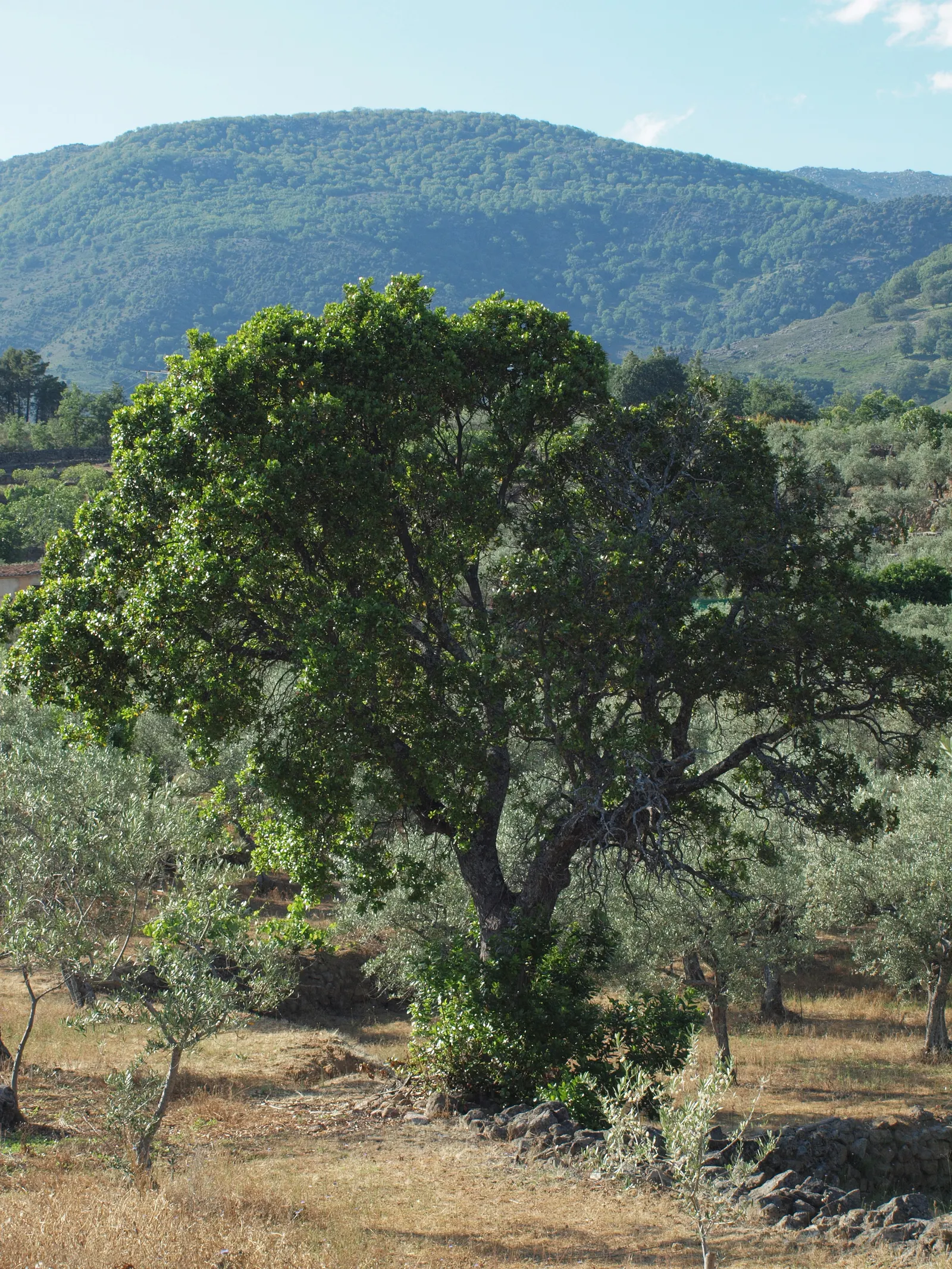 Strawberry Tree (Arbutus Unedo) — presents a compelling choice for landscapers seeking a unique evergreen specimen; allowing it to fit well within, image 52