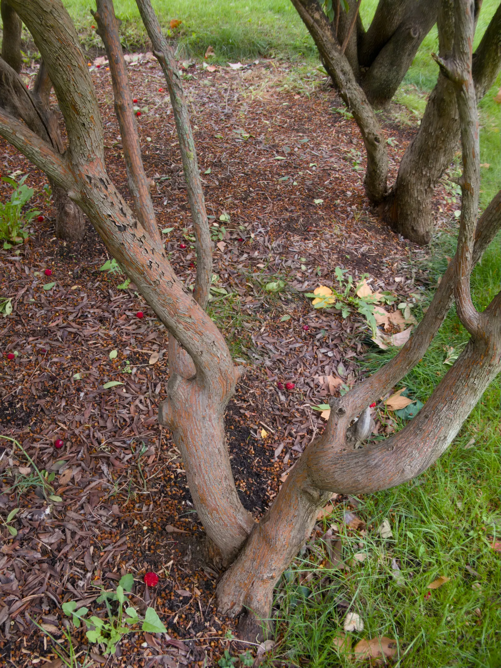 Strawberry Tree (Arbutus Unedo) — white to pale pink flowers alongside round; picturesque form lends a Mediterranean or woodland aesthetic to, image 47