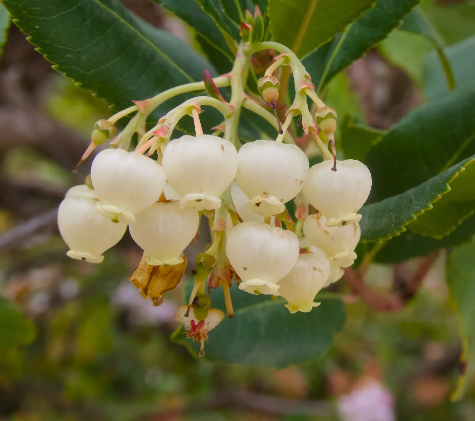 Strawberry Tree (Arbutus Unedo) — It boasts glossy green leaves and produces bell-shaped; and exfoliating bark that reveals a beautiful, image 46